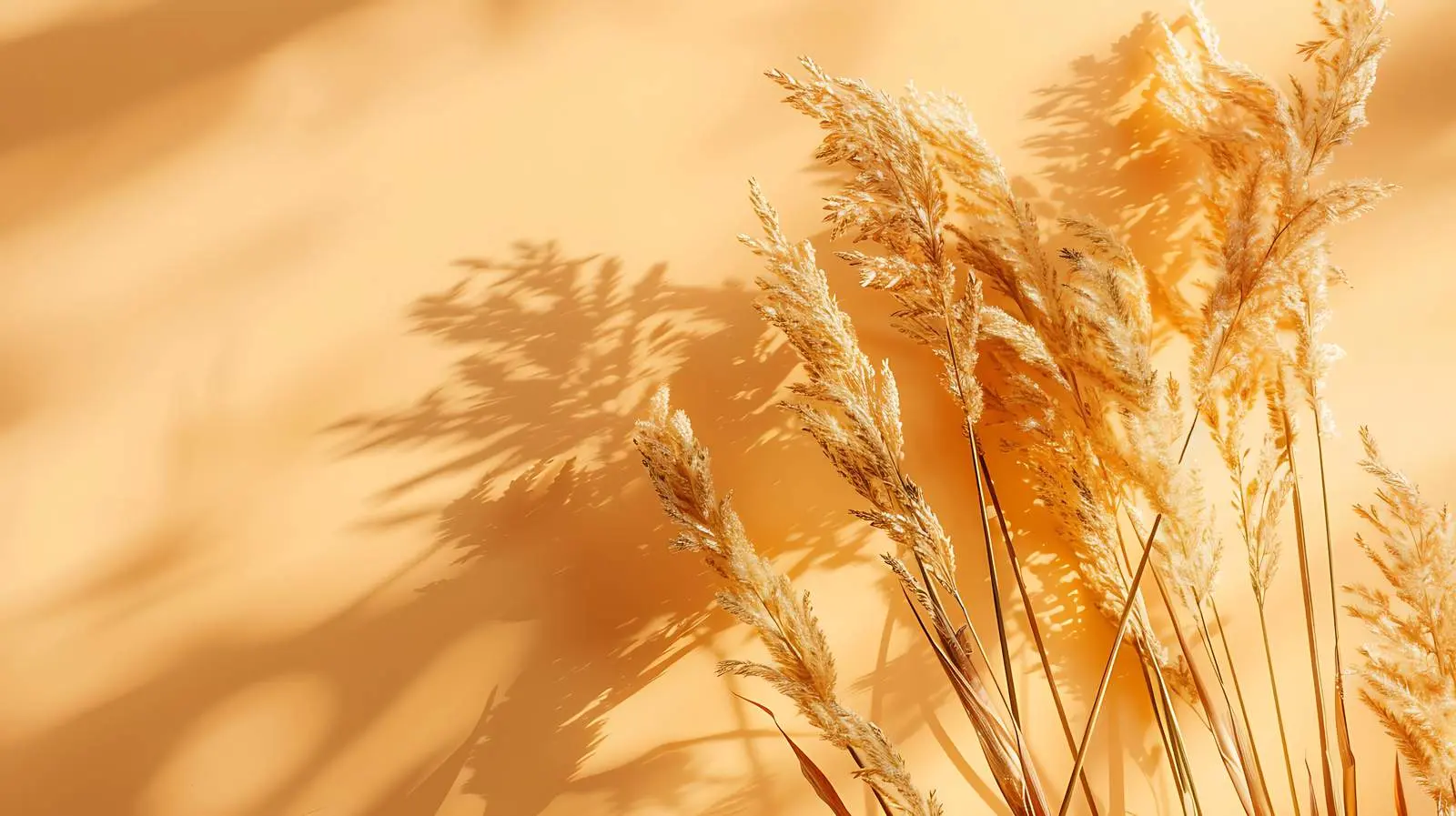 Elegant Dried Grass with Sunlight Shadows – free dried grass image from Dotvec