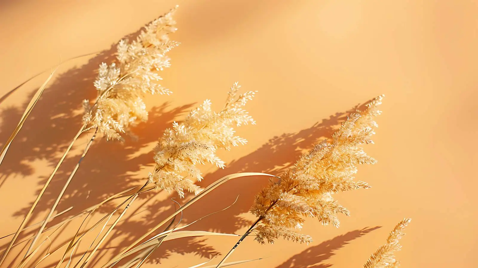 Elegant Dried Grass in Sunlight Shadows — free download from Dotvec