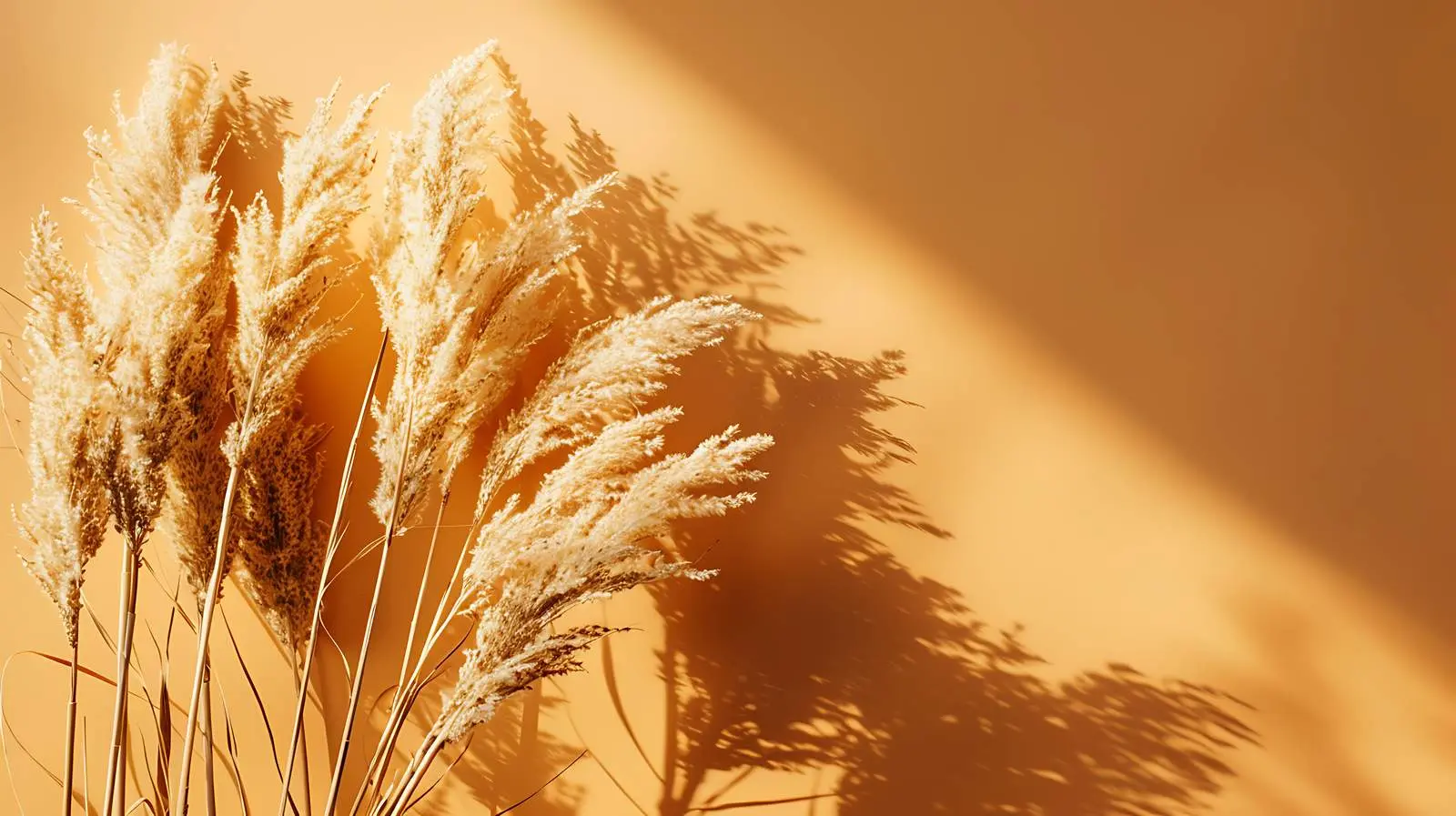 Elegant Dried Grass in Sunlight Shadows – free dried grass image from Dotvec