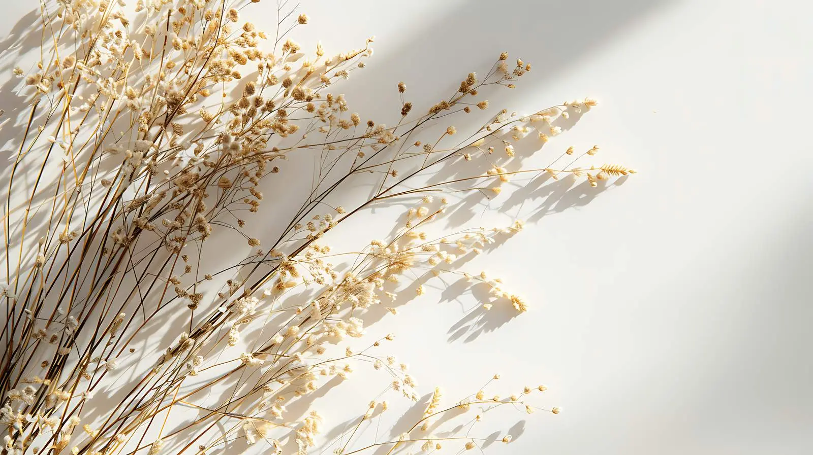 Dried Grass with Sunlight Shadows — free download from Dotvec
