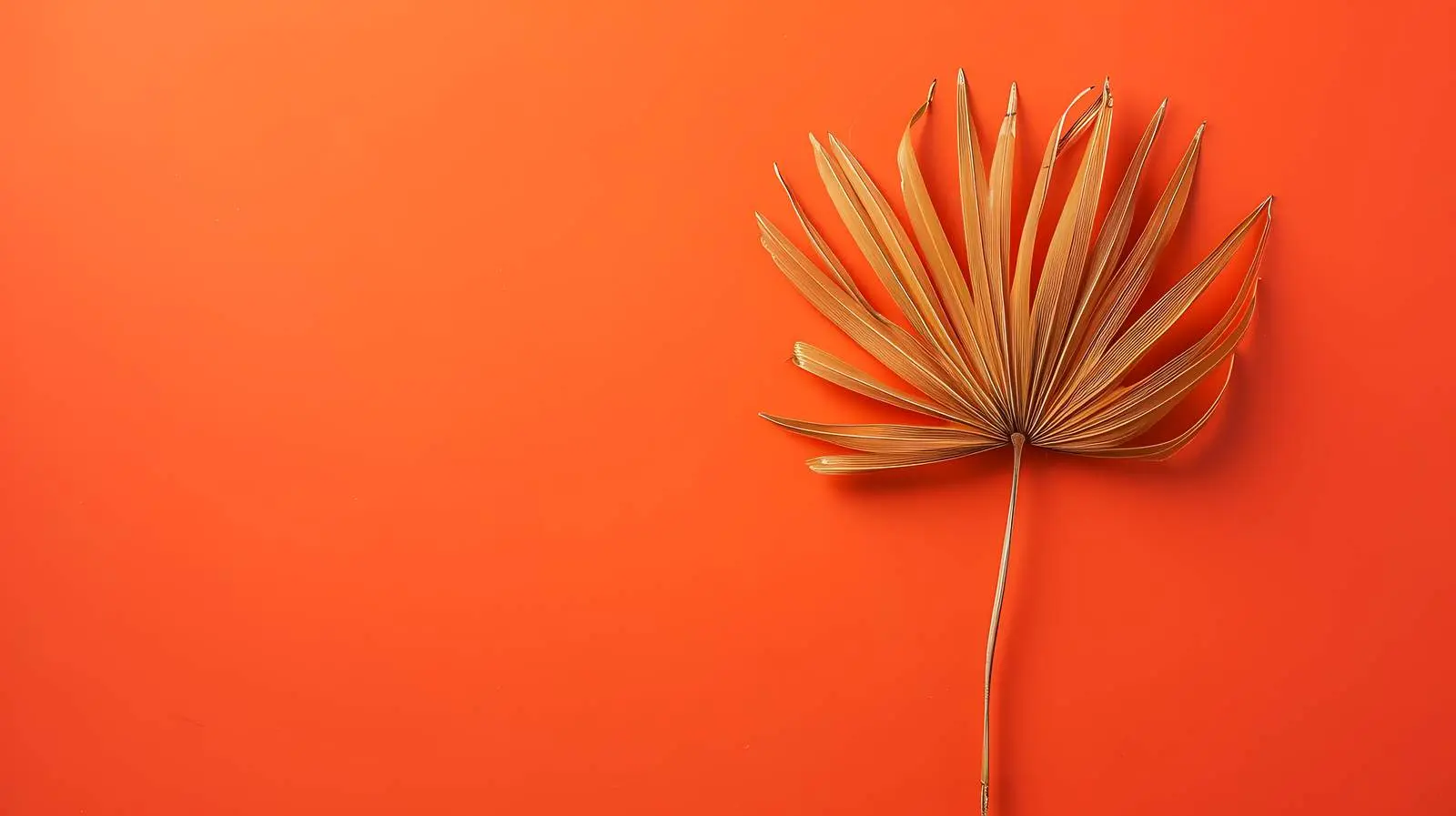 Elegant Dried Palm Leaf Stem on Orange Background – free art print image from Dotvec