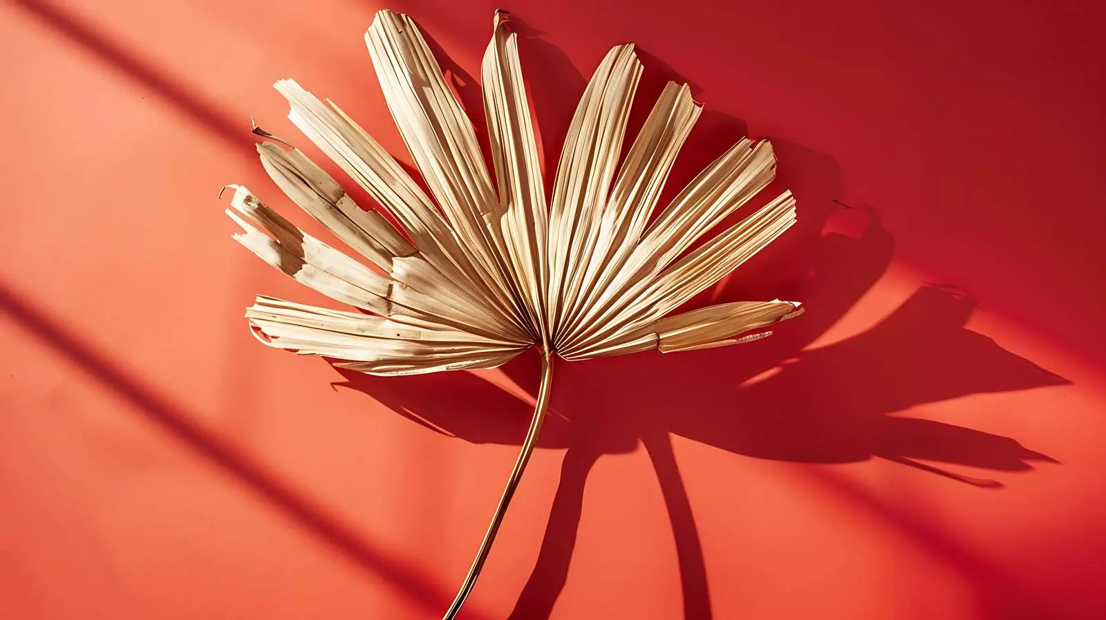 Aesthetic Dried Palm Leaf with Sunlight Shadows — free download from Dotvec