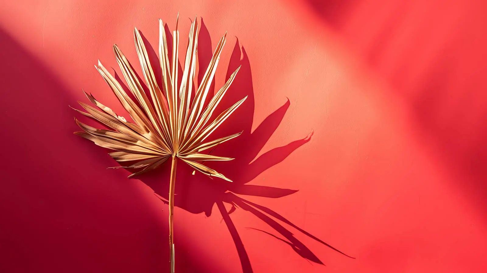 Elegant Dried Palm Leaf with Sunlight Shadows — free download from Dotvec