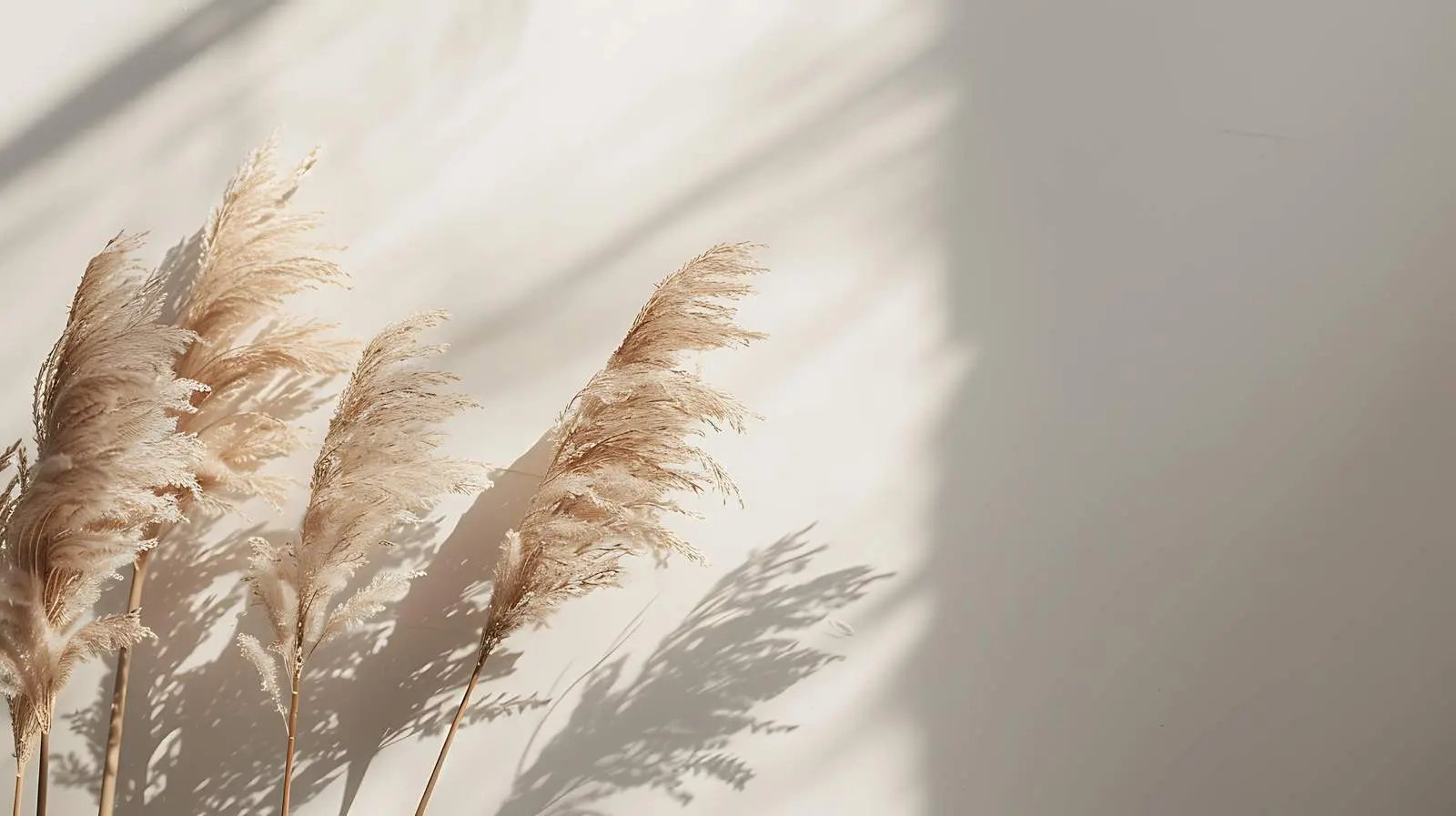 Elegant Dried Pampas Grass Stems in Sunlight — free download from Dotvec