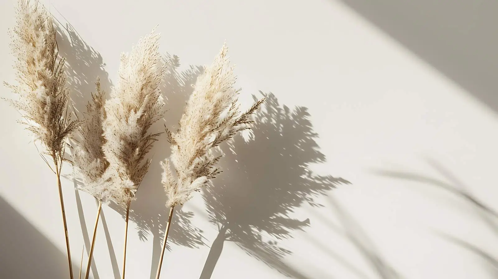 Elegant Dried Pampas Grass Stems in Sunlight – free warm colors image from Dotvec