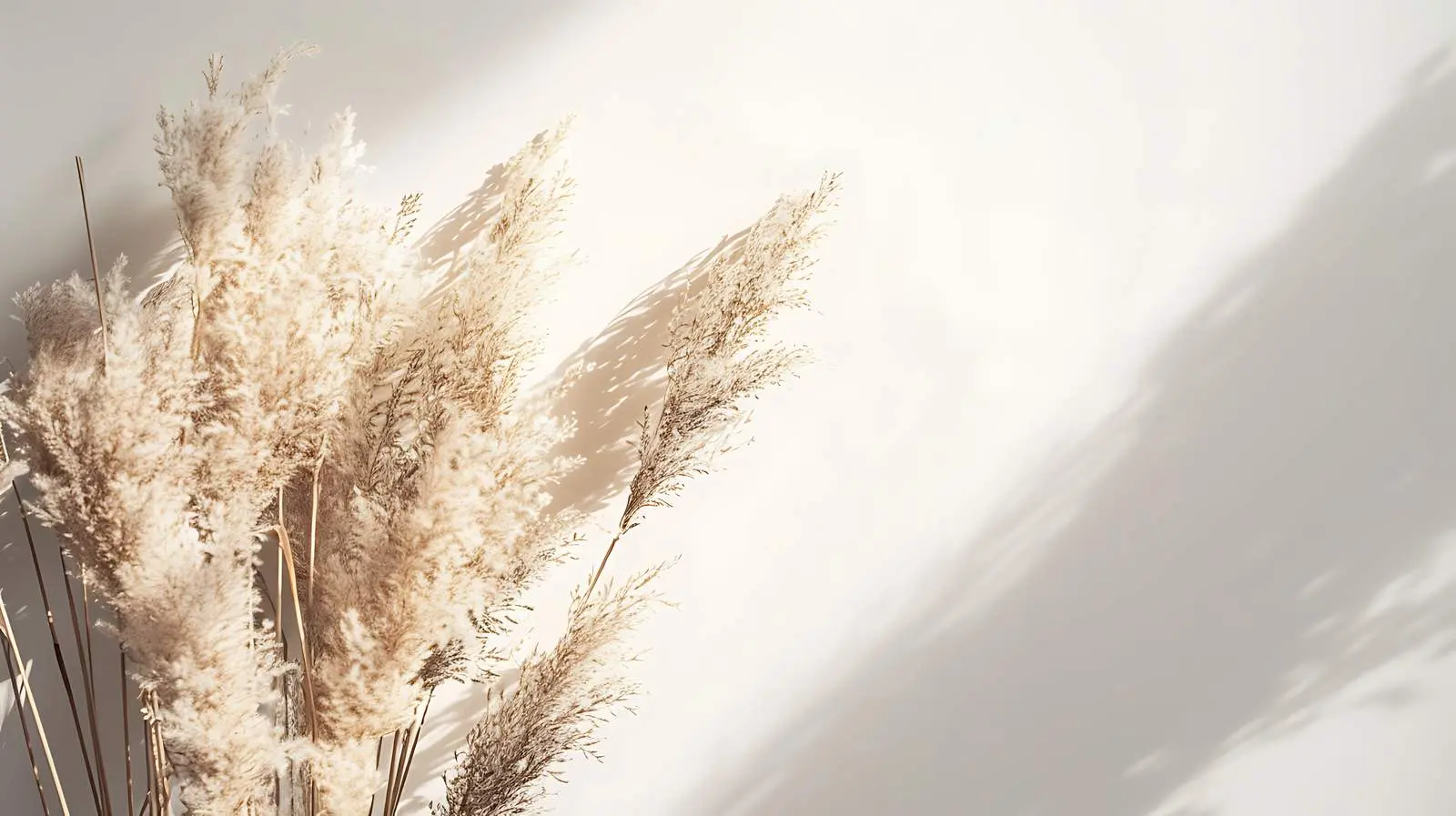 Elegant Dried Pampas Grass Stems in Sunlight — free download from Dotvec