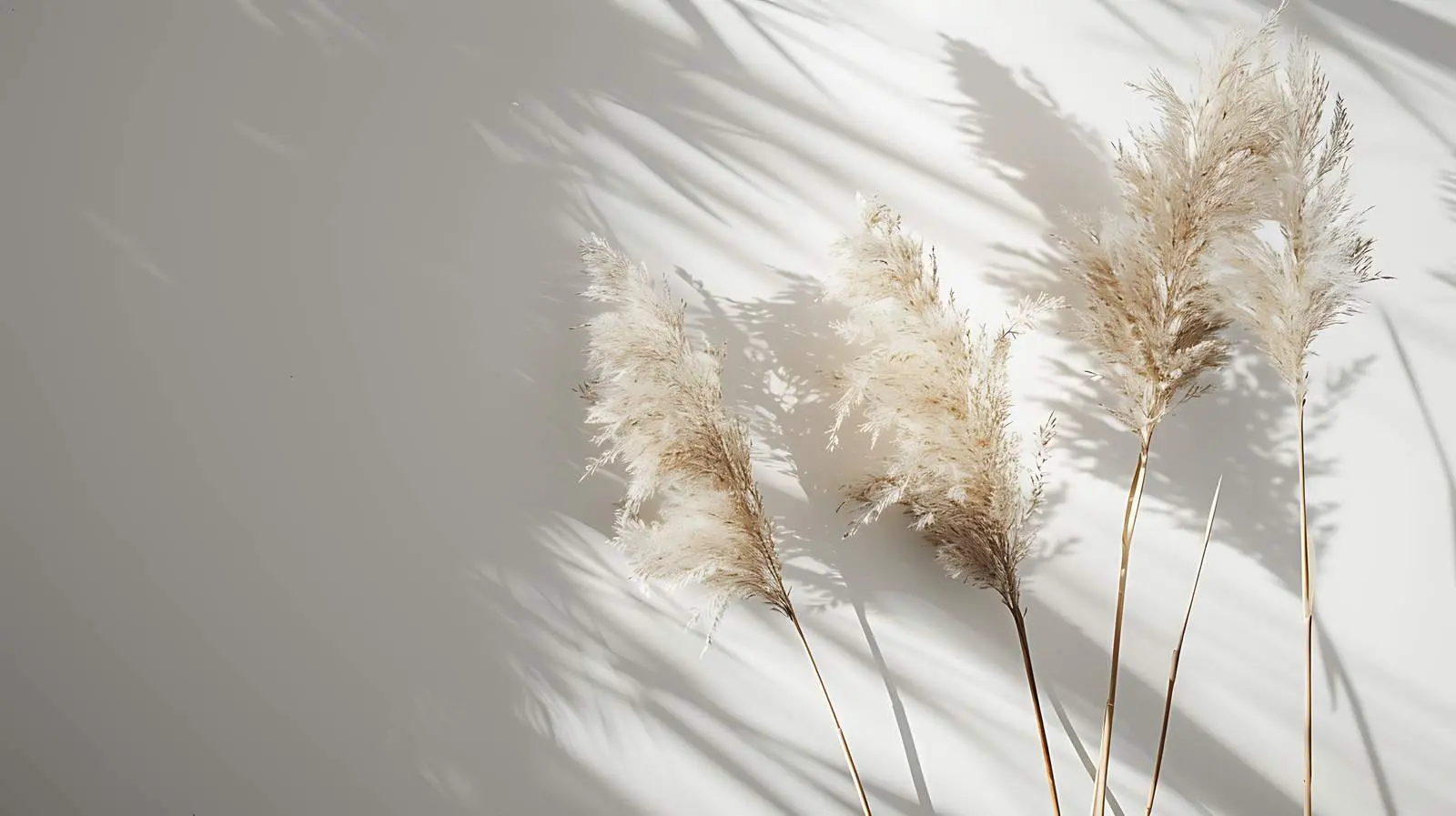 Elegant Dried Pampas Grass Stems in Sunlight – free outdoor plants image from Dotvec