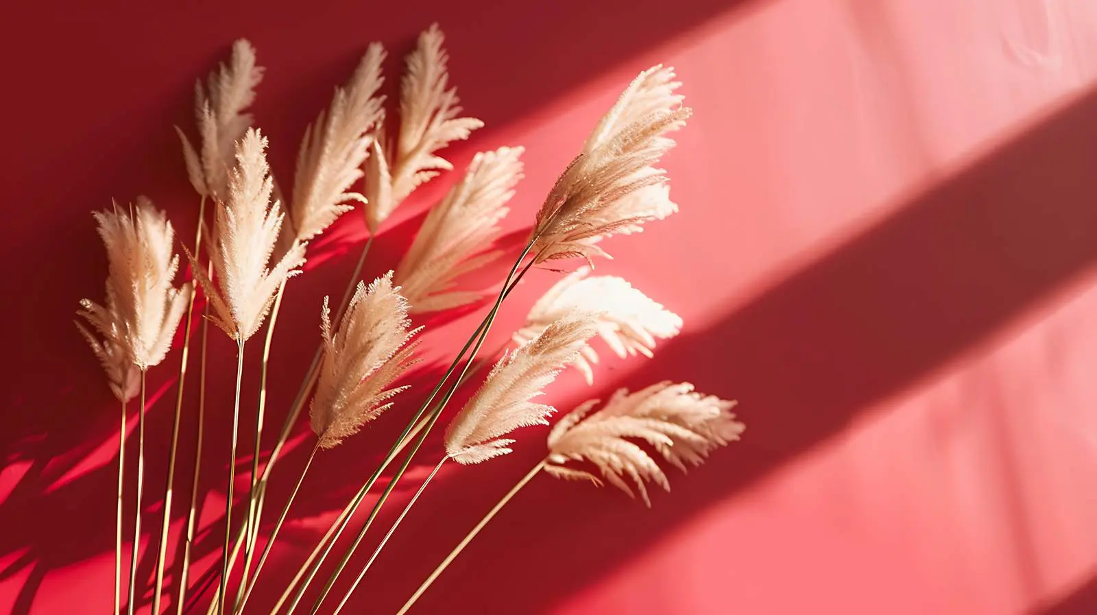 Dried Rabbit Tail Grass in Sunlight — free download from Dotvec