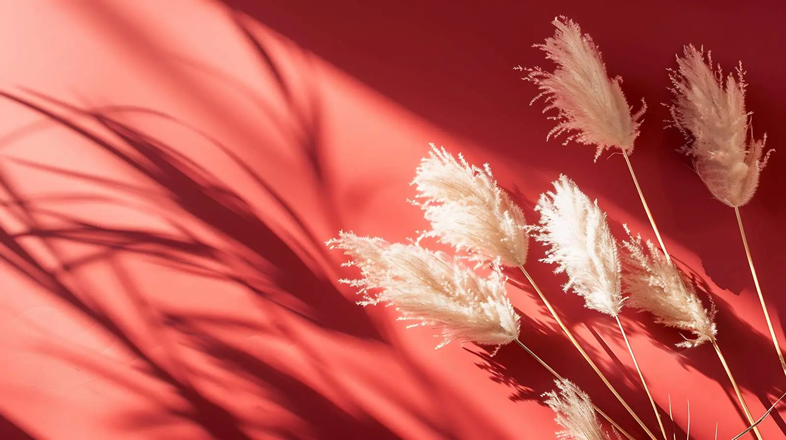 Sunlit Dried Rabbit Tail Grass Elegance – free autumn vibes image from Dotvec
