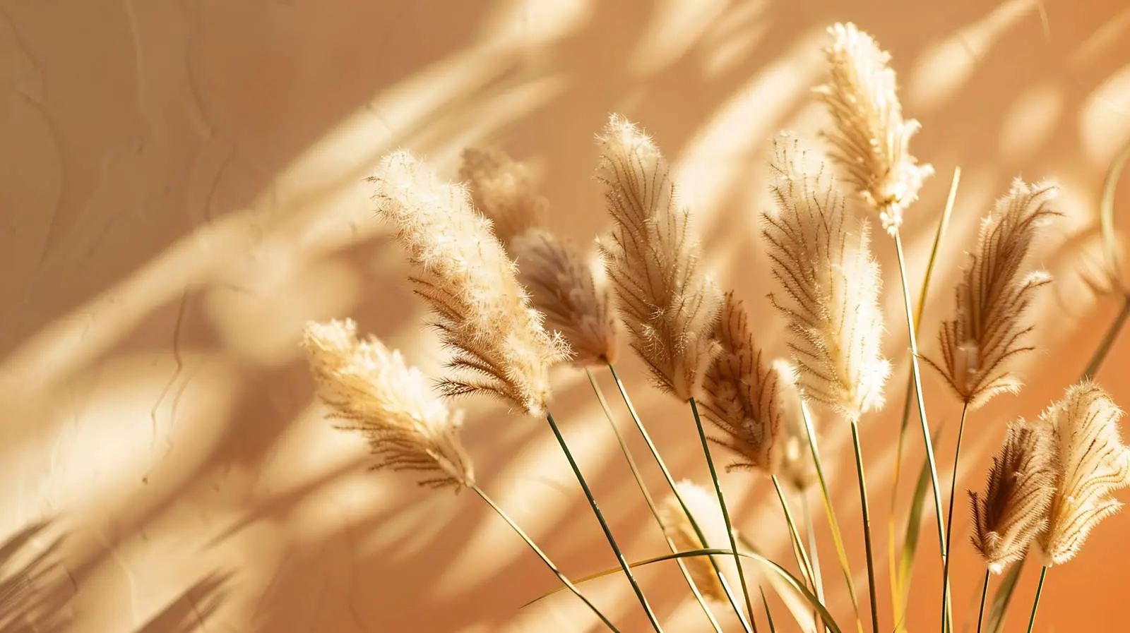 Elegant Dried Rabbit Tail Grass in Sunlight — free download from Dotvec