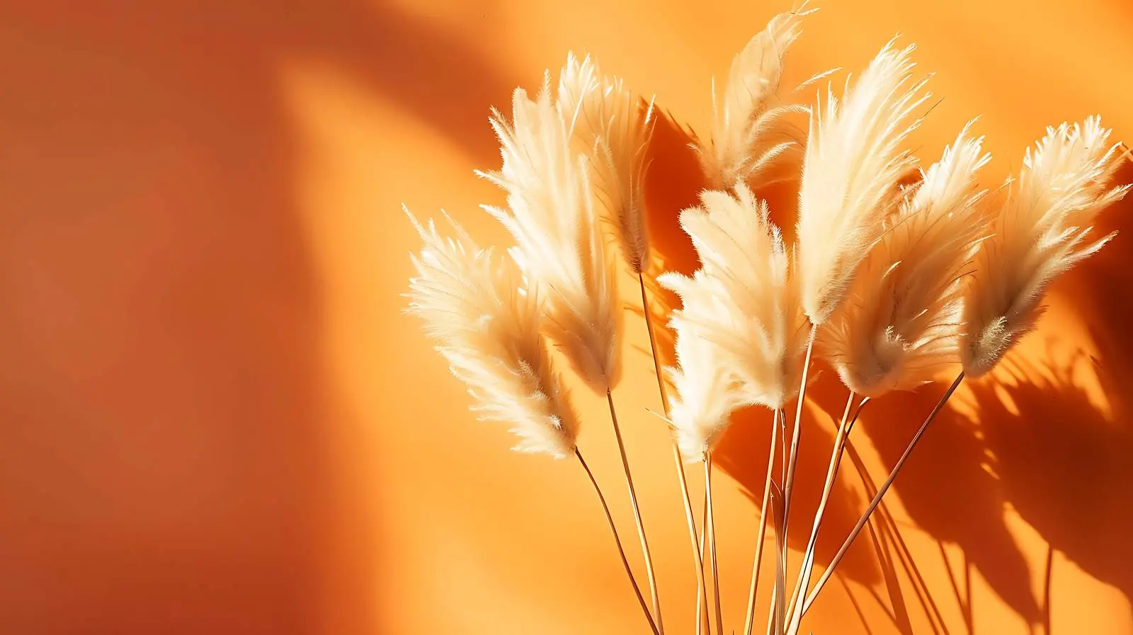Elegant Dried Rabbit Tail Grass in Sunlight – free natural aesthetic image from Dotvec