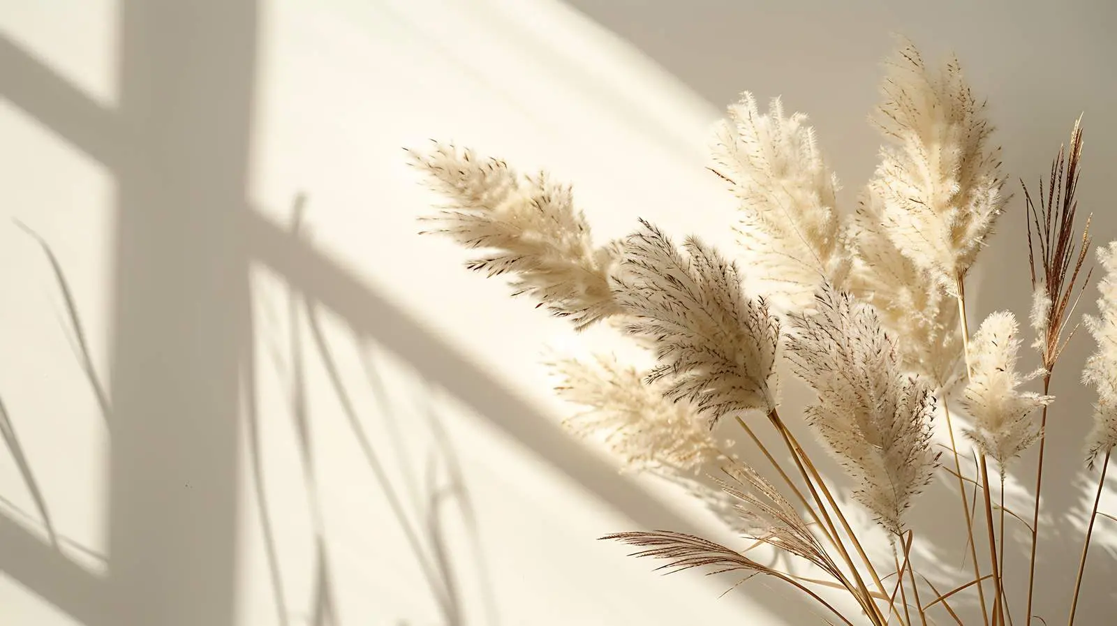 Elegant Dried Rabbit Tail Grass in Sunlight – free minimalist aesthetic image from Dotvec