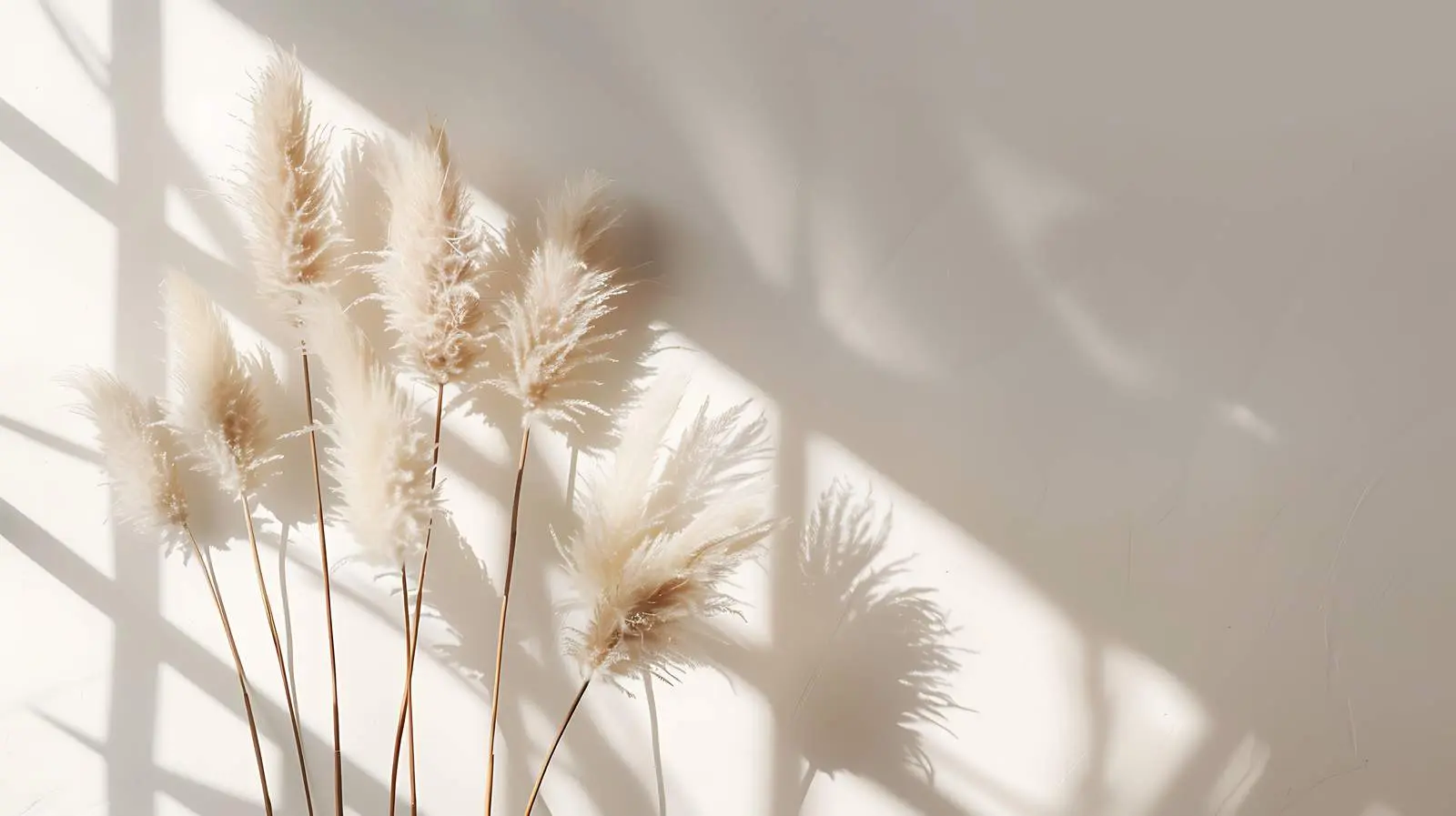 Dried Rabbit Tail Grass in Sunlit Shadow — free download from Dotvec