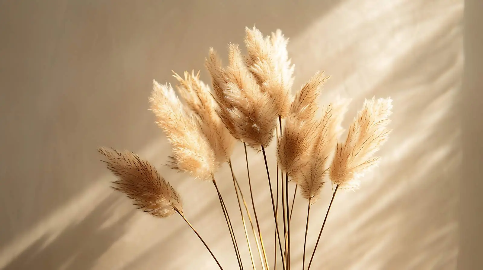 Elegant Dried Rabbit Tail Grass in Sunlight — free download from Dotvec