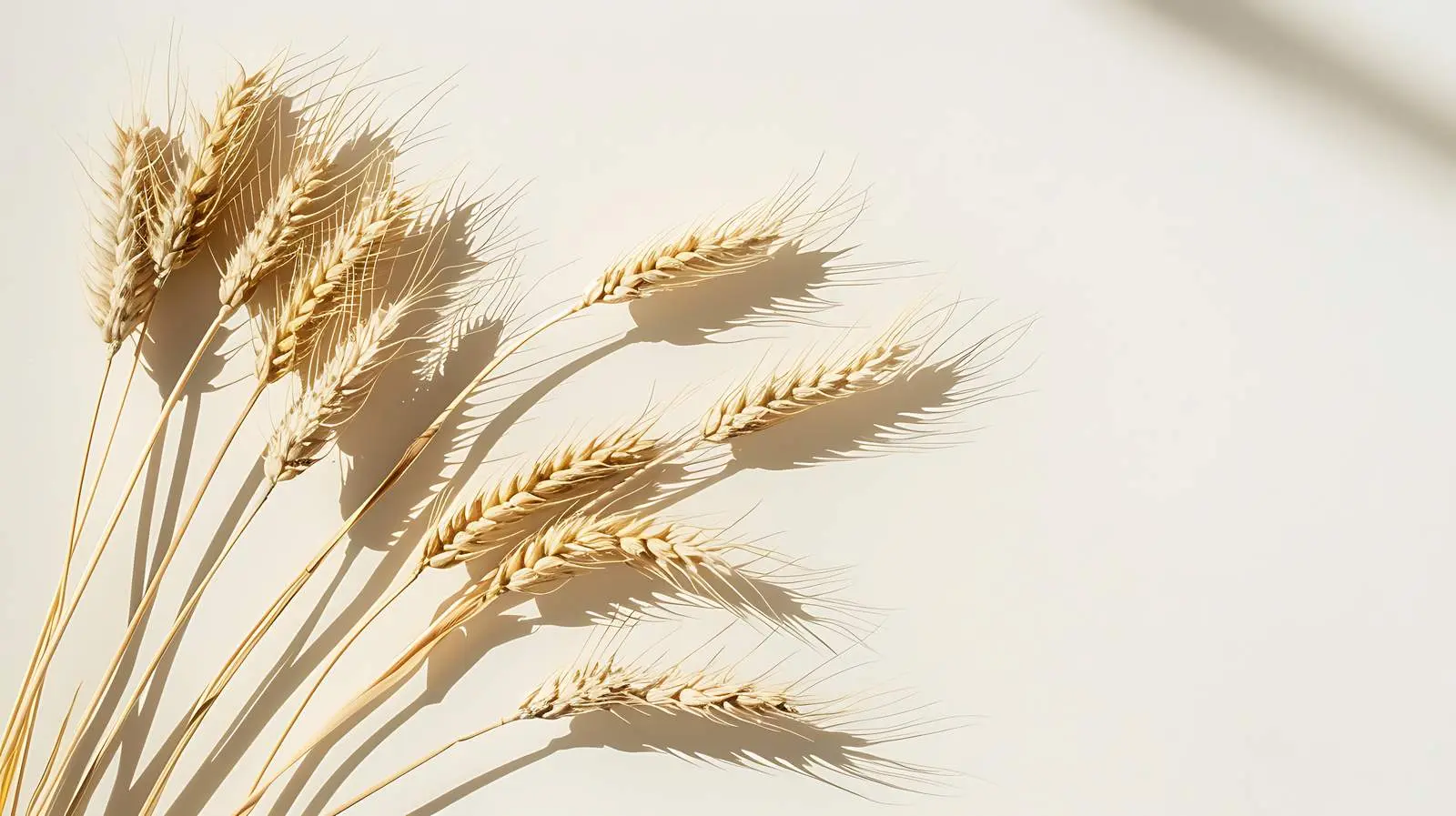 Elegant Rye Wheat Ears with Sunlight Shadows — free download from Dotvec