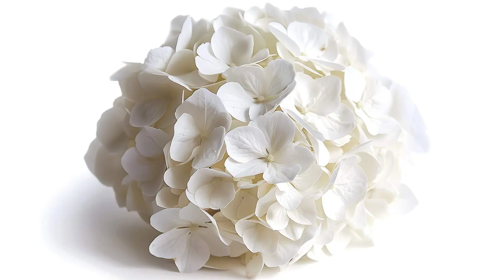 Elegant White Hydrangea Flower Head — free download from Dotvec
