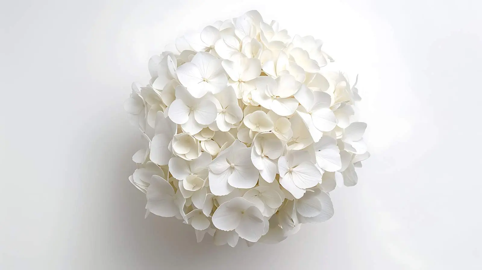 Elegant White Hydrangea Flower Head Photography — free download from Dotvec