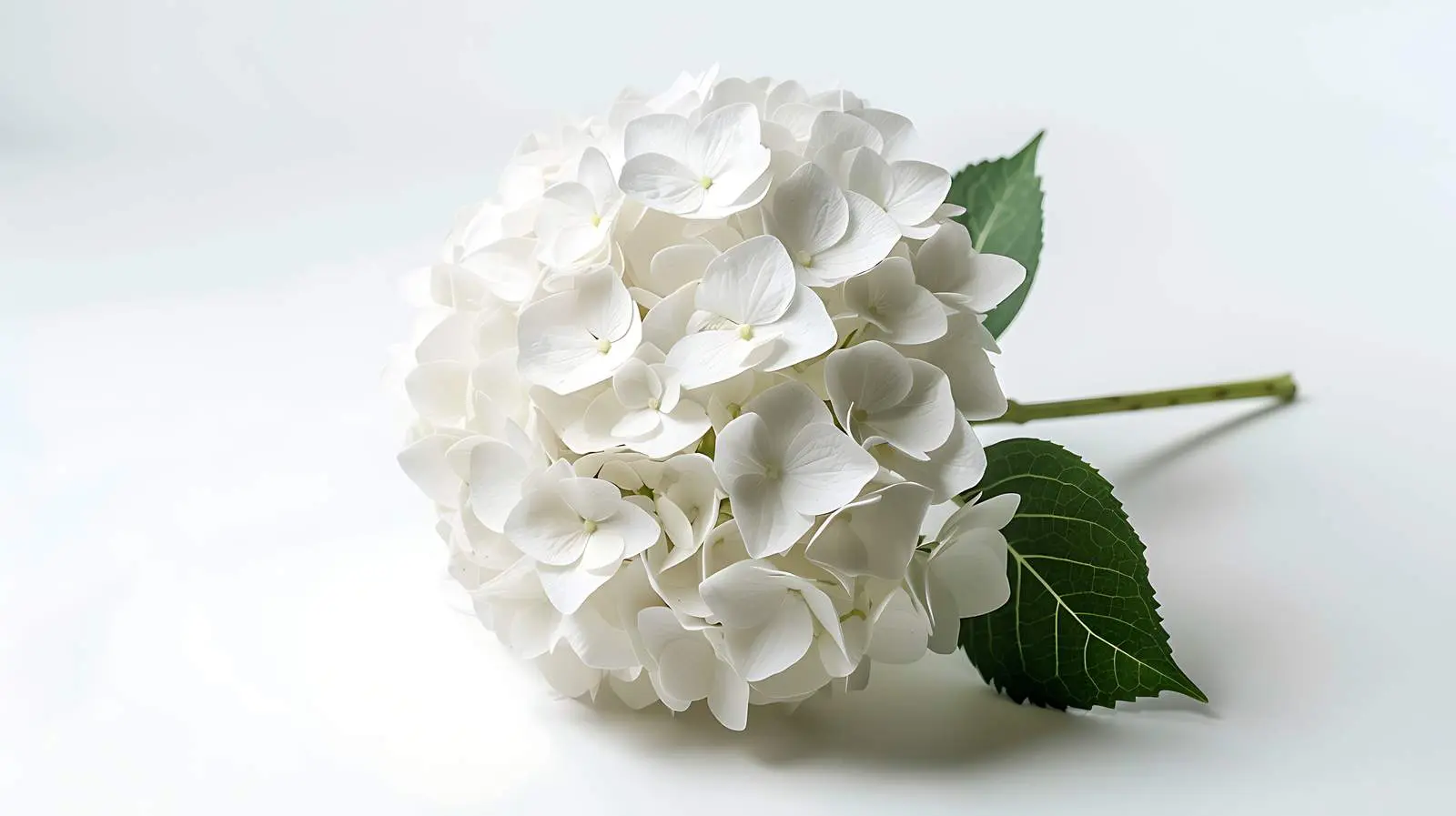 Elegant White Hydrangea Flower Head Isolated — free download from Dotvec