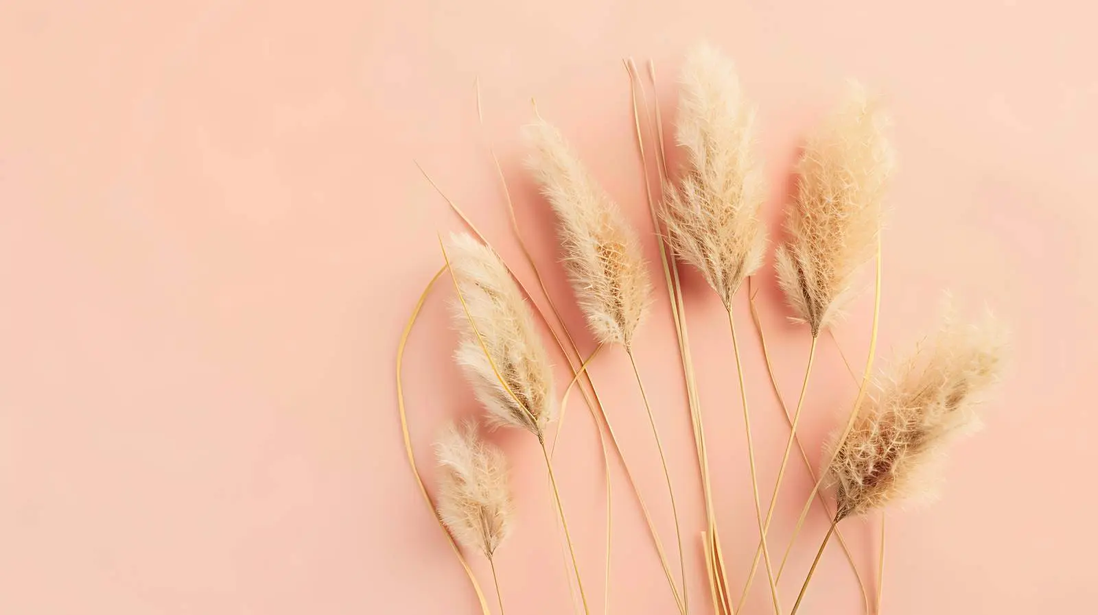 Elegant Bunny Tail Grass on Peach Background — free download from Dotvec