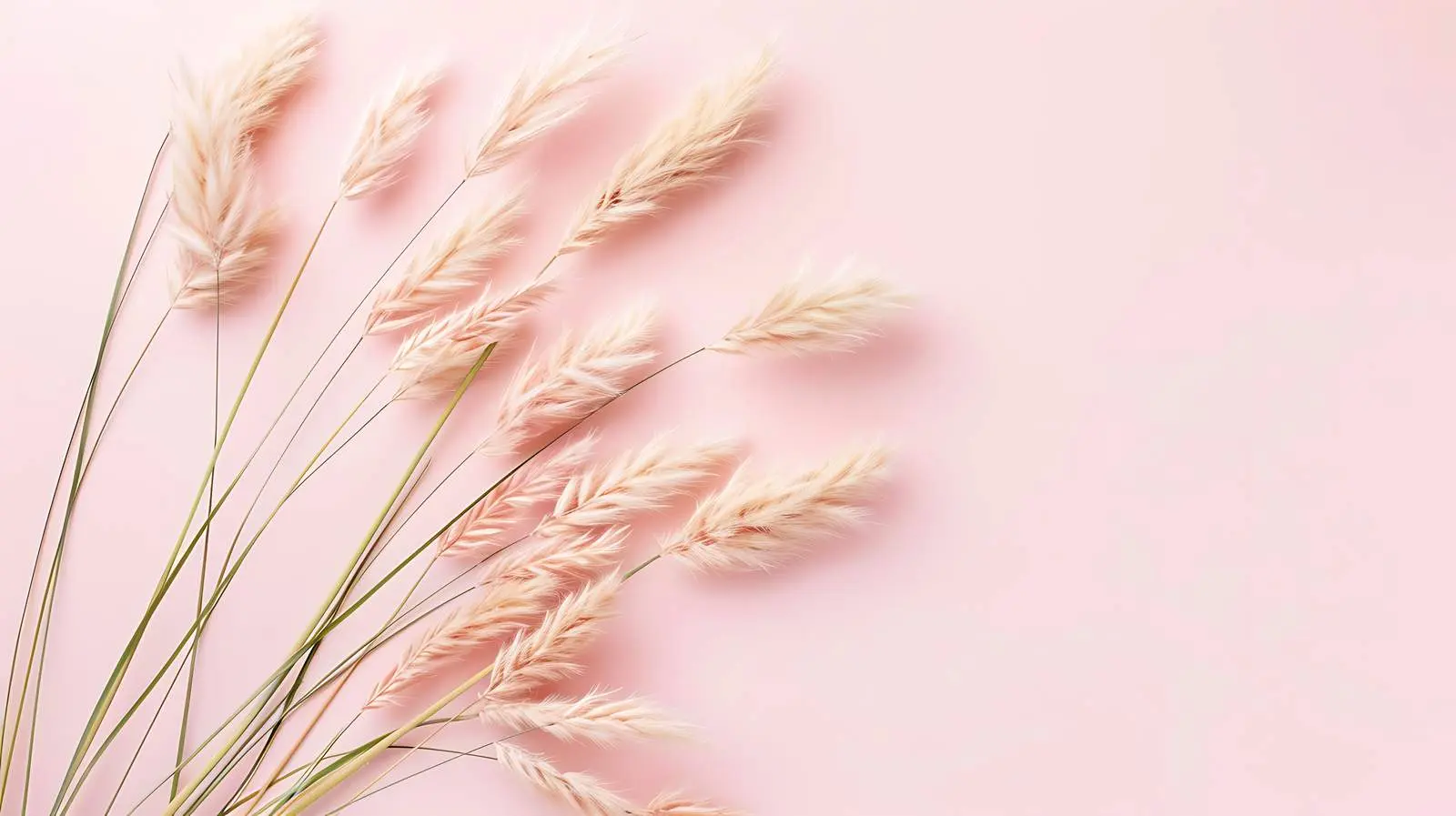 Elegant Bunny Tail Grass on Peach Background – free soft pink image from Dotvec