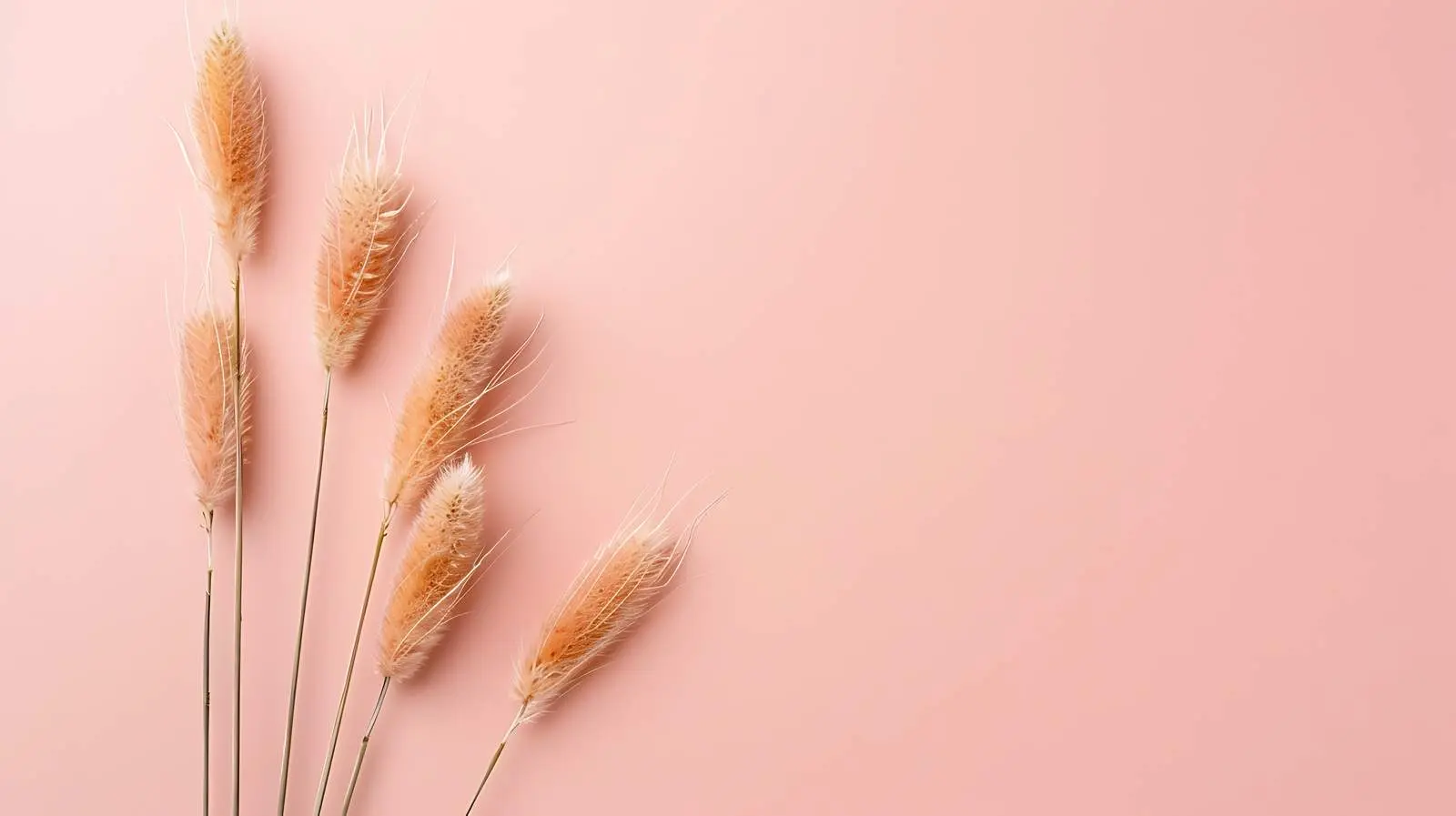 Elegant Bunny Tail Grass on Peach Pink Background – free photographic print image from Dotvec