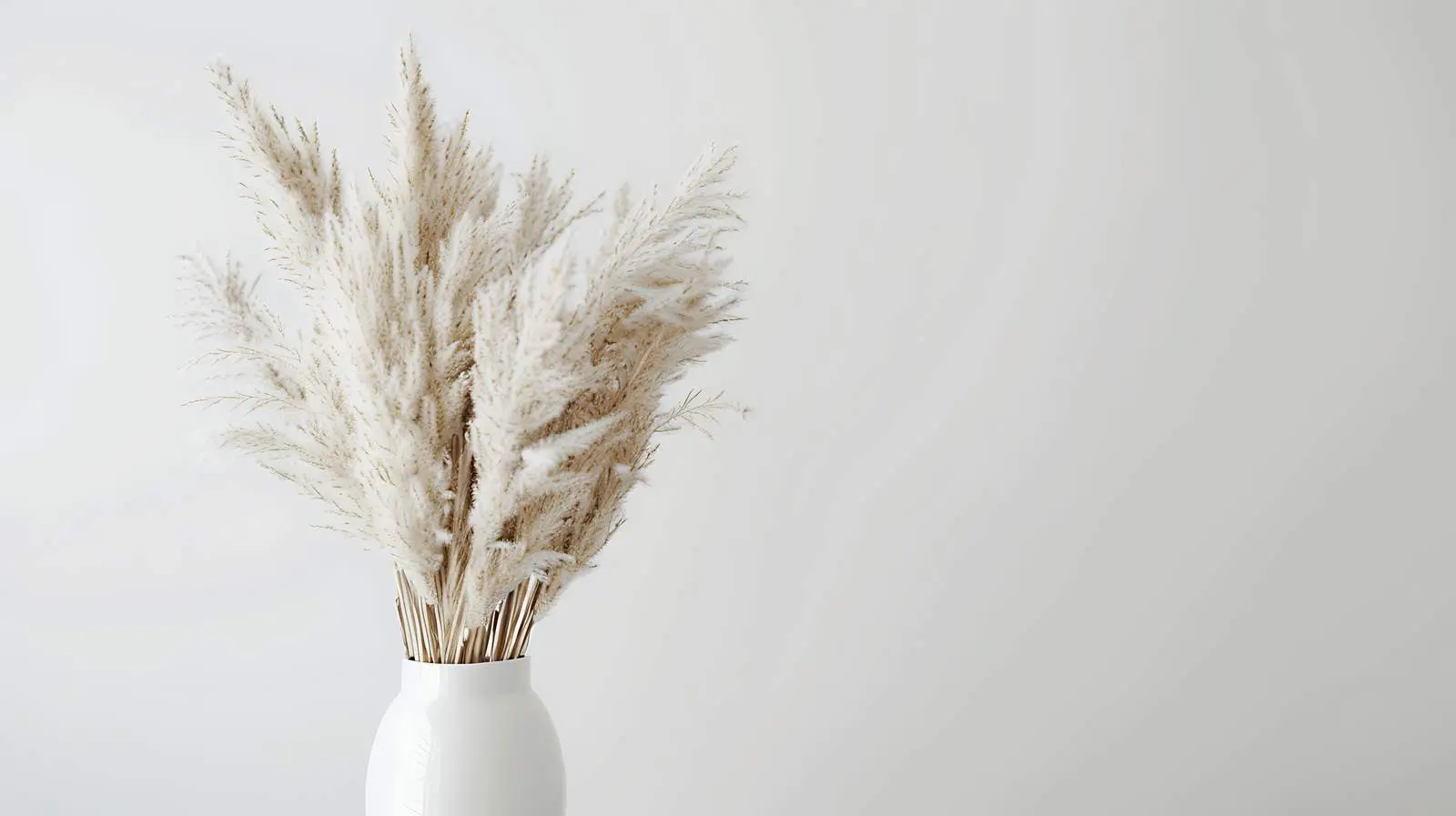 Elegant Pampas Grass Stalks in White Vase — free download from Dotvec