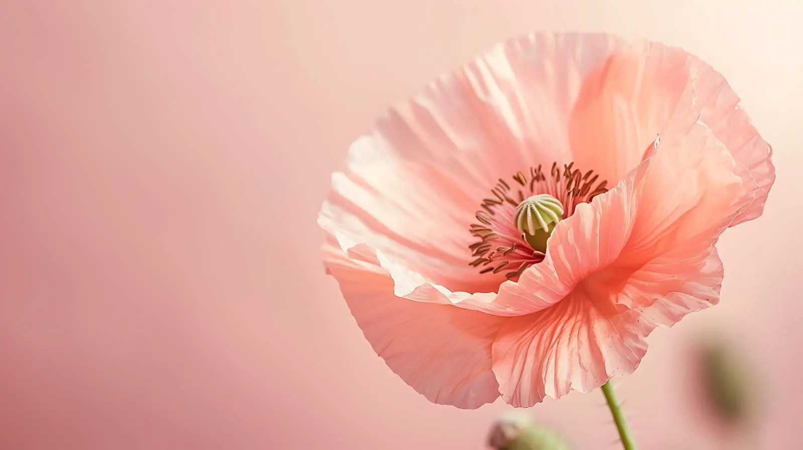 Peach Pink Poppy Flower Bud in Sunlight — free download from Dotvec