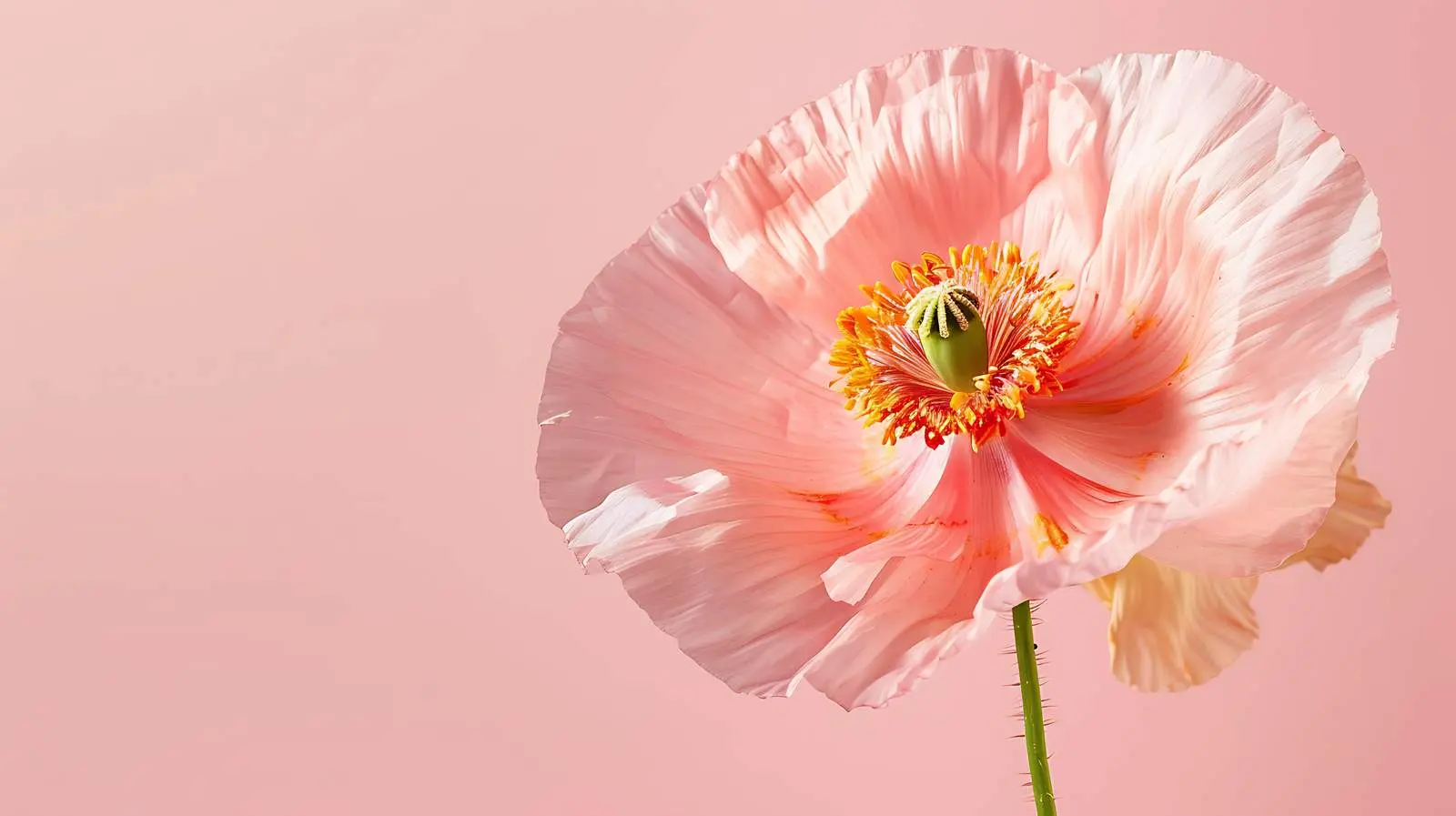 Sunlit Peach Pink Poppy Flower Bud — free download from Dotvec