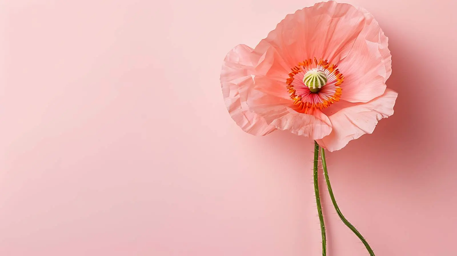 Elegant Peach Pink Poppy Flower Bud — free download from Dotvec