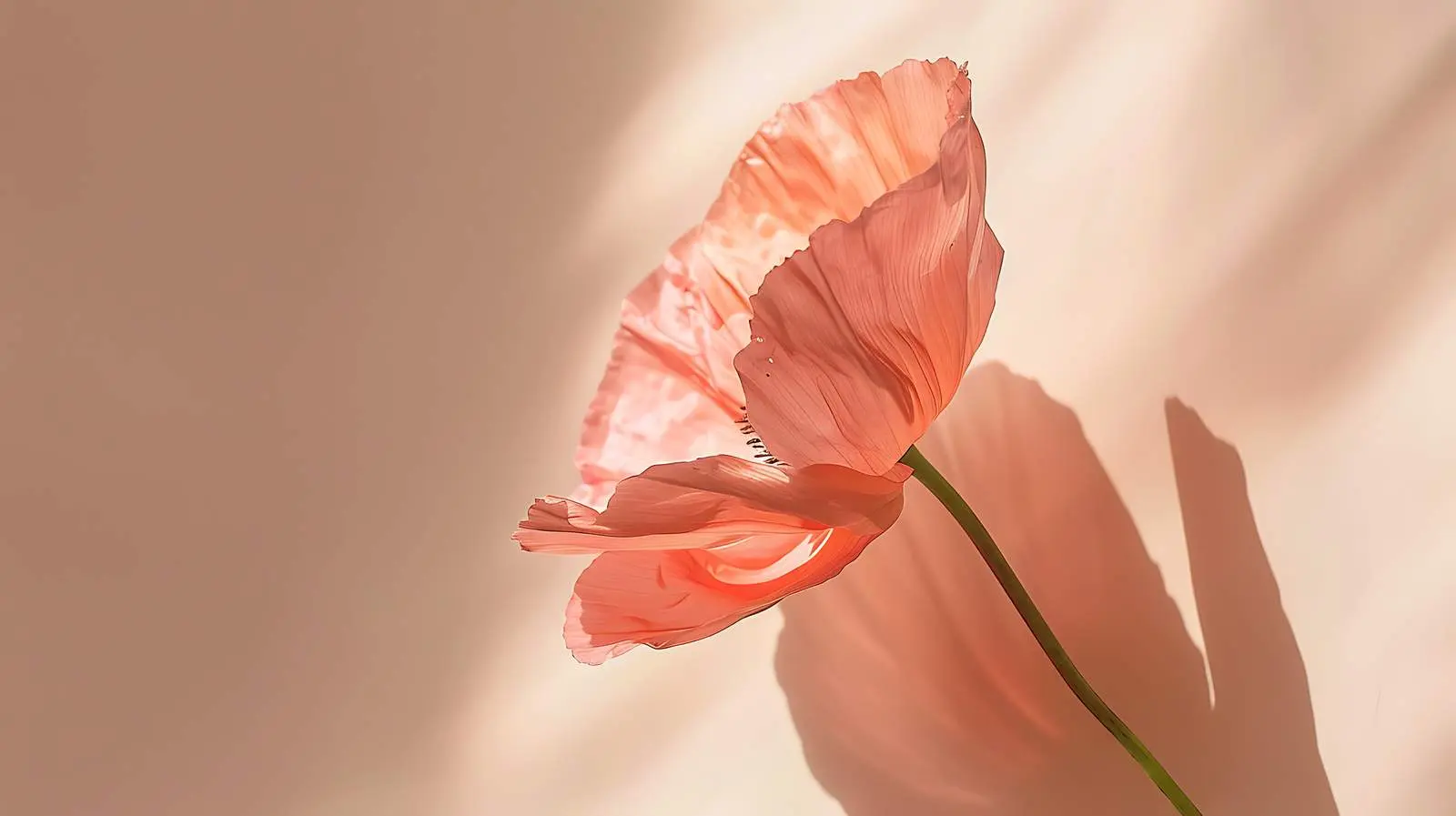 Peach Pink Poppy Flower on Pastel Background – free peach pink image from Dotvec