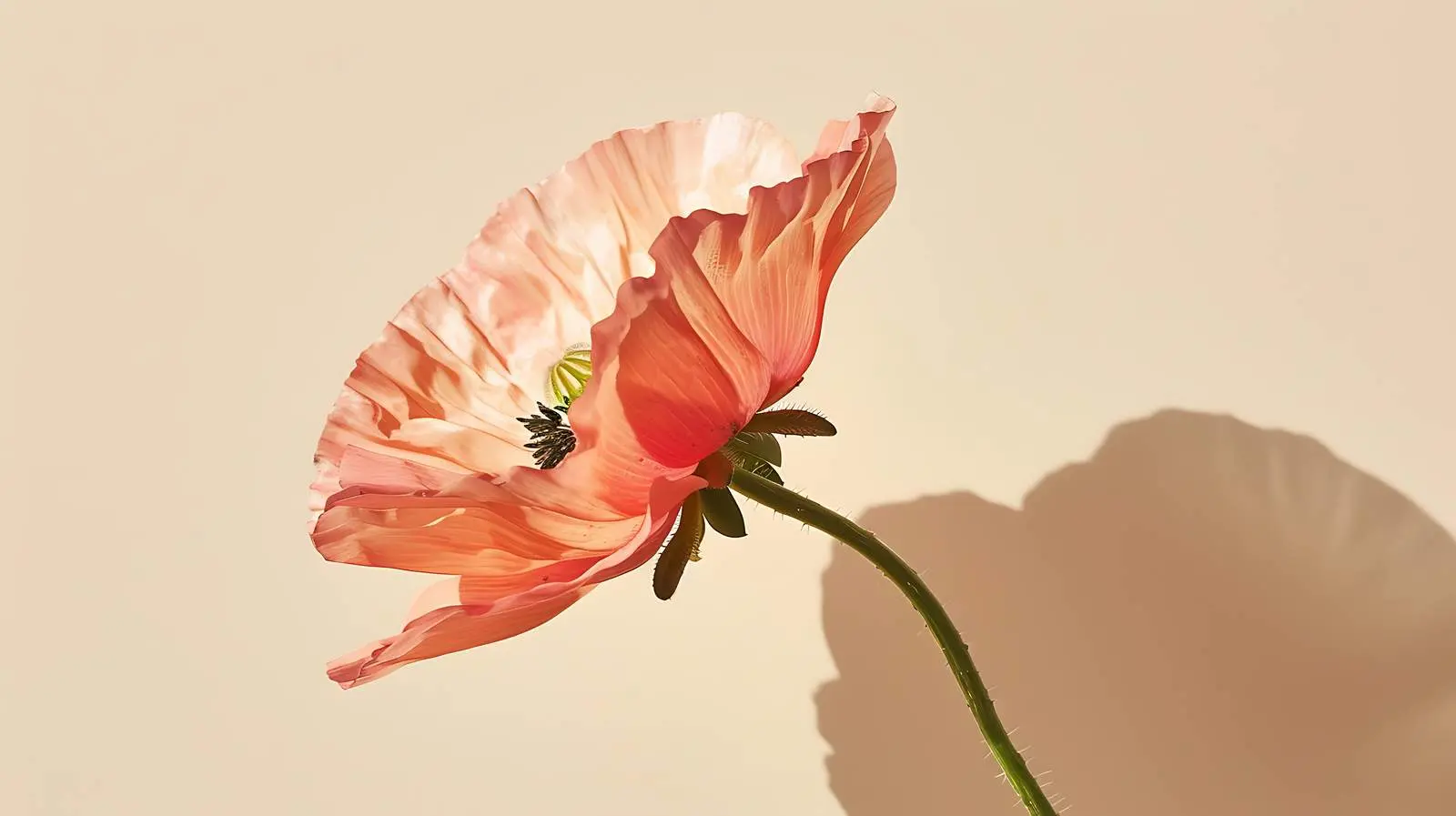 Elegant Peach Pink Poppy Flower on Pastel Pink — free download from Dotvec