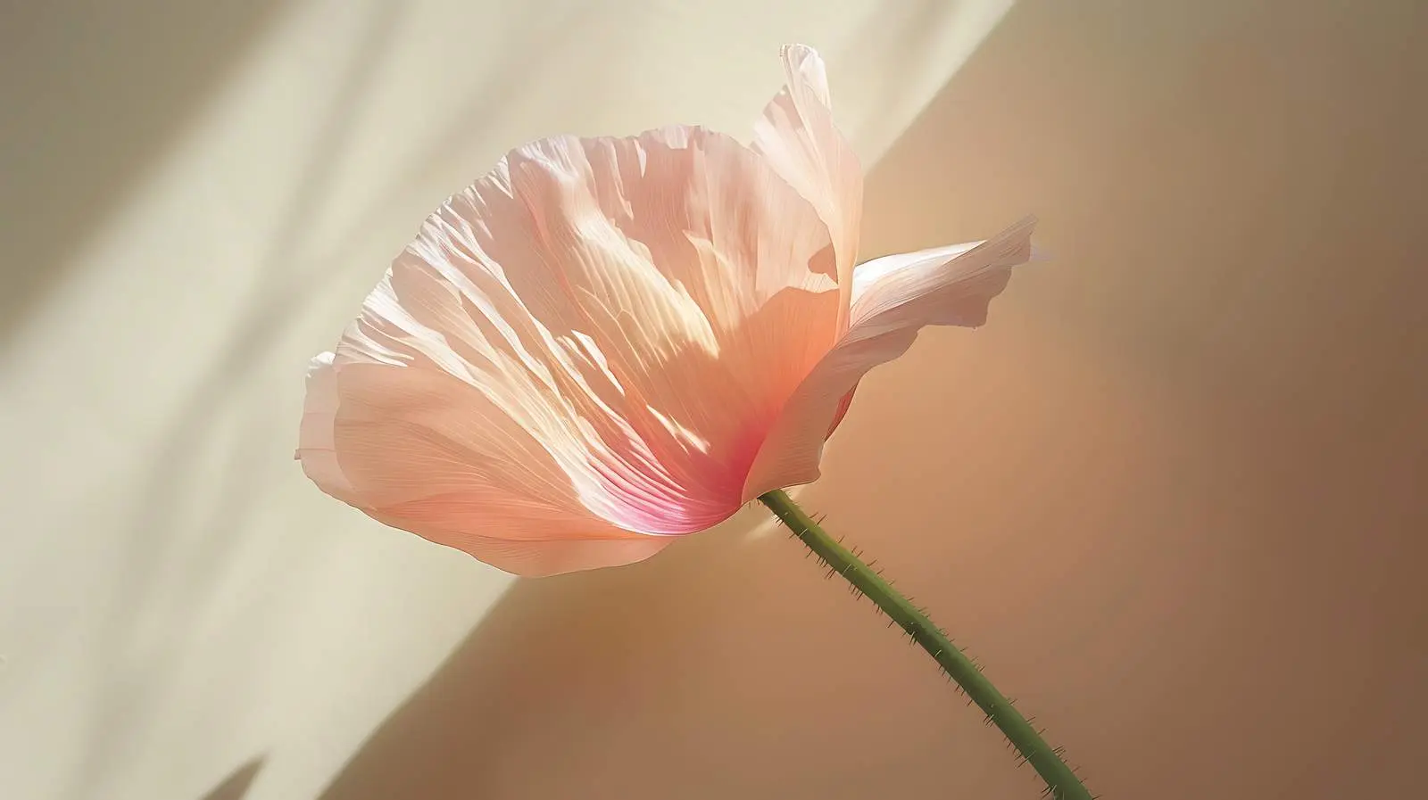 Elegant Peach Pink Poppy Flower on Pastel Background — free download from Dotvec