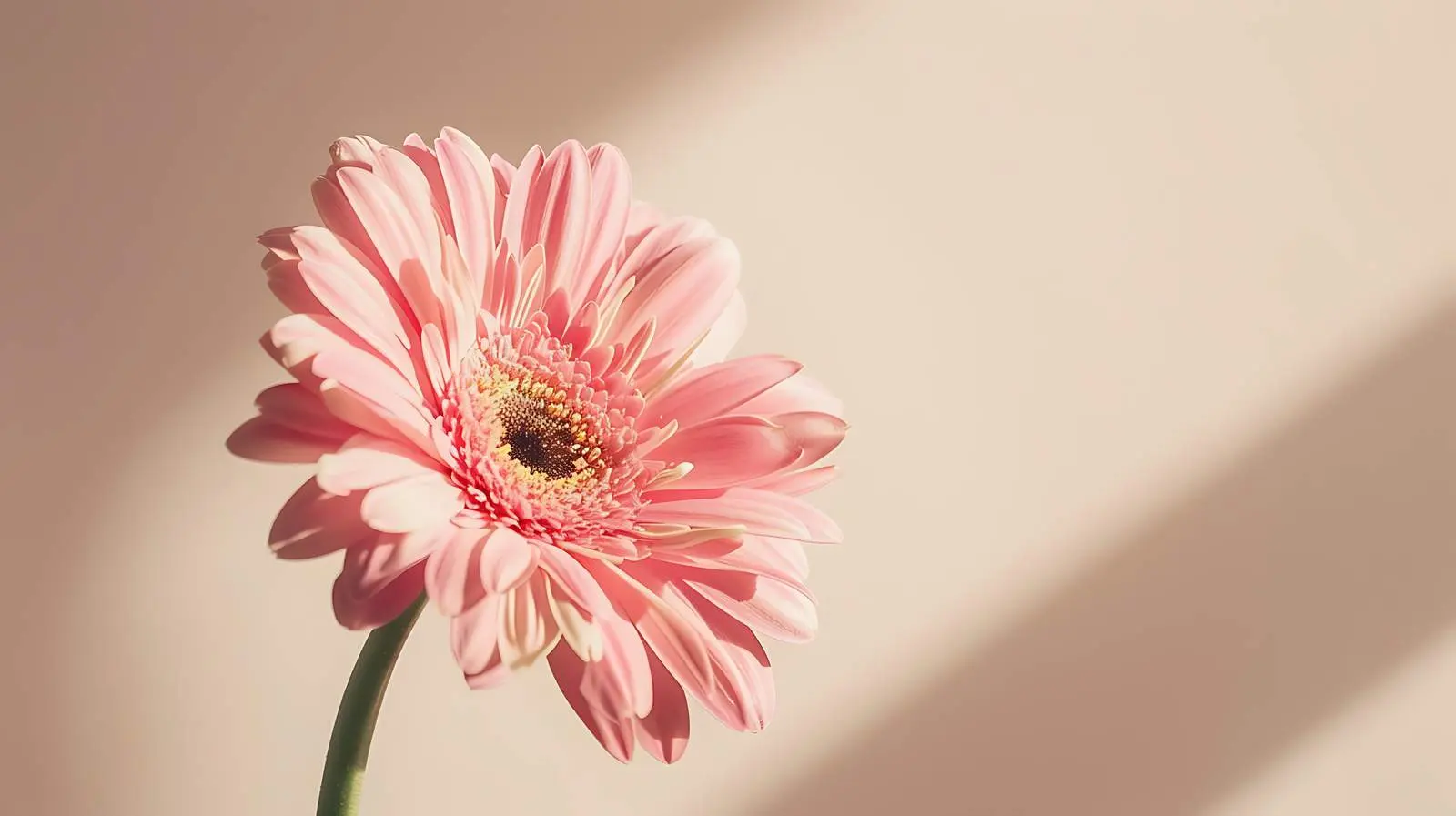 Elegant Pink Gerber Flower with Sunlight Shadows — free download from Dotvec