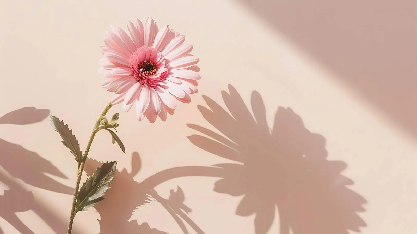 Elegant Pink Gerber Flower with Sunlight Shadows — free download from Dotvec