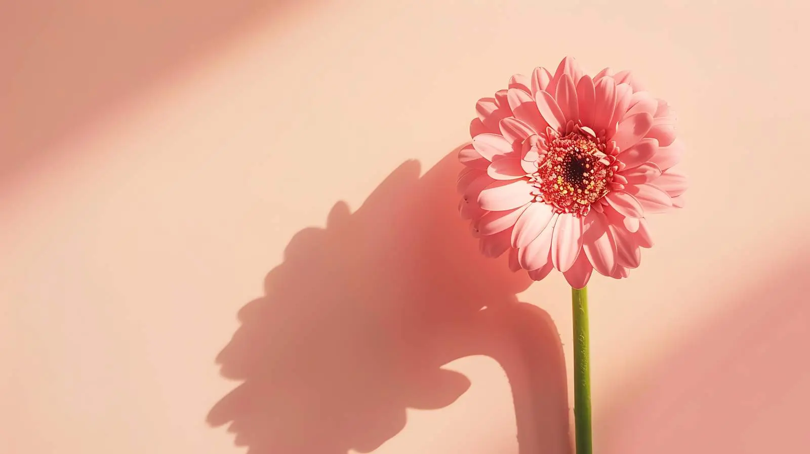 Elegant Pink Gerbera Flower in Sunlight — free download from Dotvec