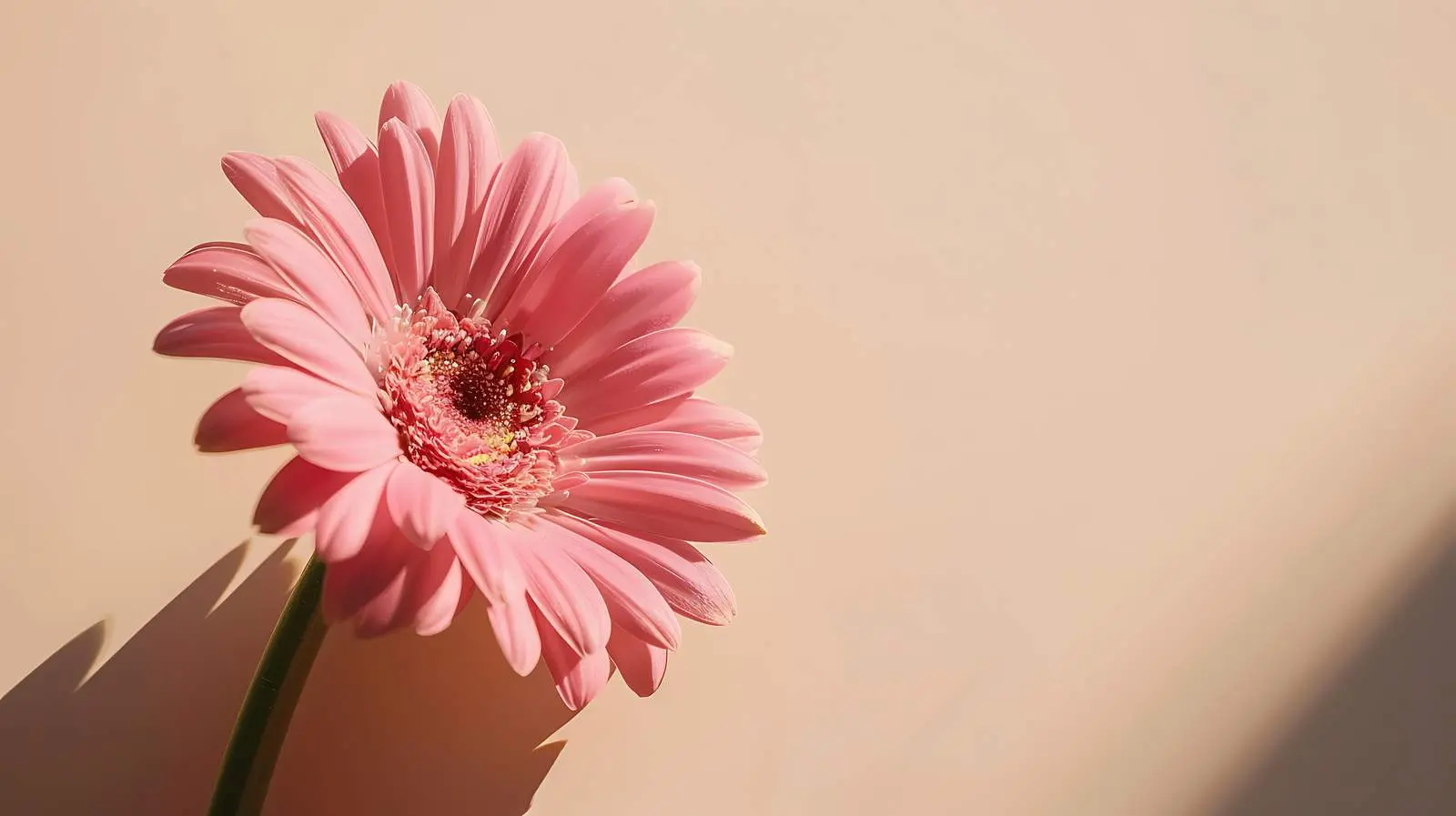 Elegant Pink Gerber Flower with Sunlight Shadows — free download from Dotvec