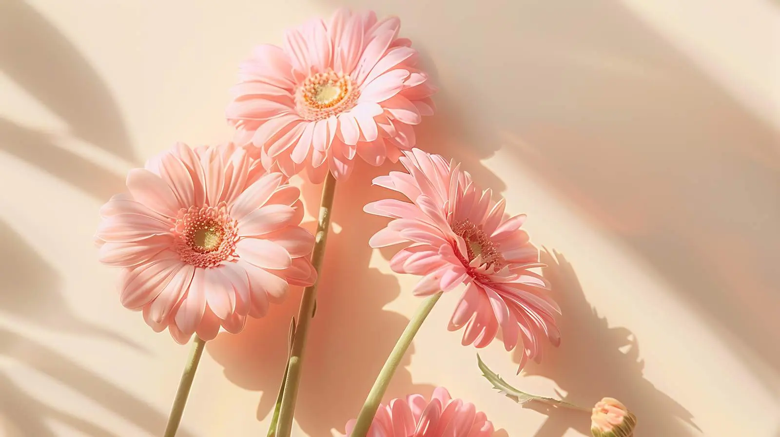Elegant Pink Gerbera Flowers with Sunlight Shadows — free download from Dotvec