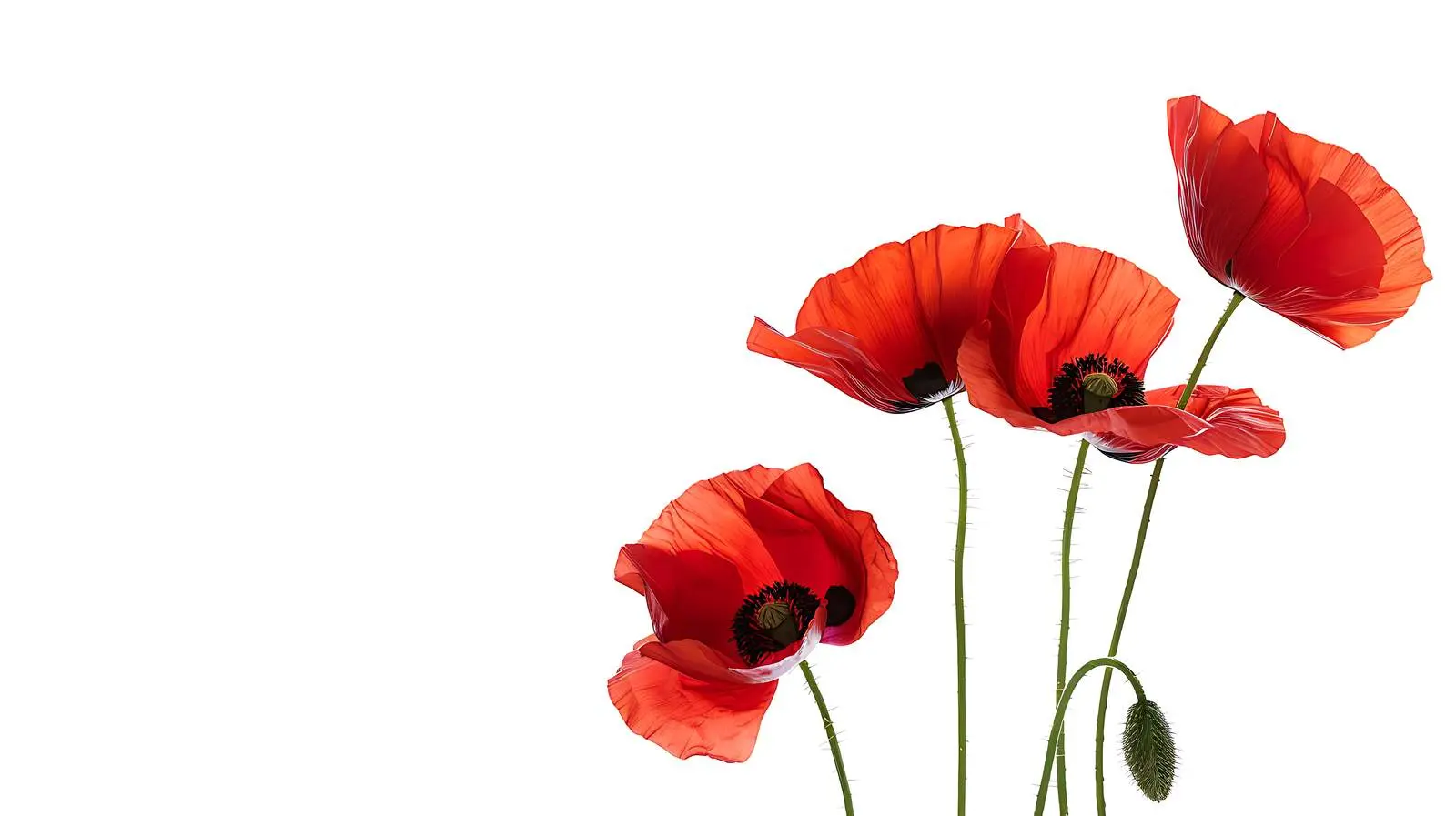 Elegant Poppy Stems Isolated on White Background – free prints image from Dotvec