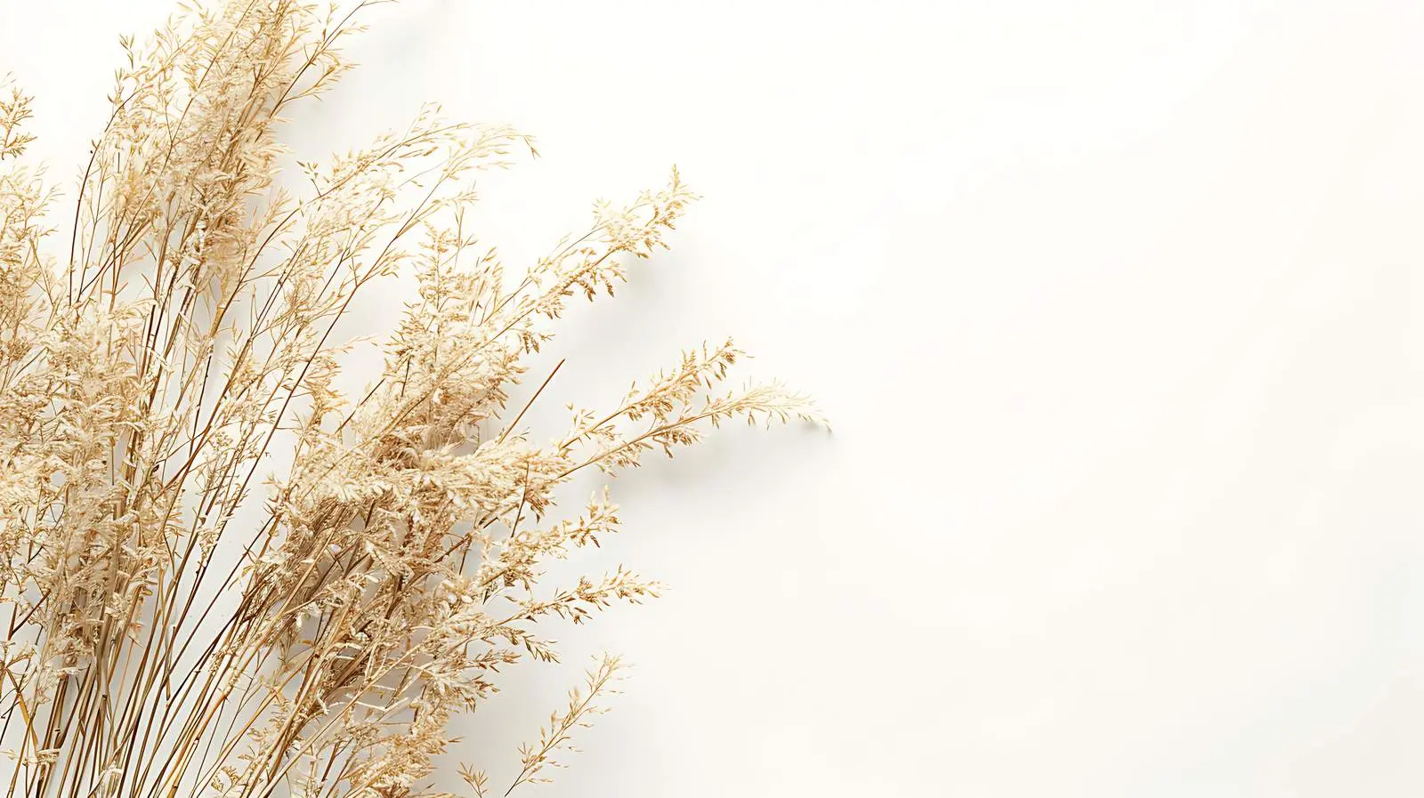 Elegant Thin Dry Grass Stems Background — free download from Dotvec
