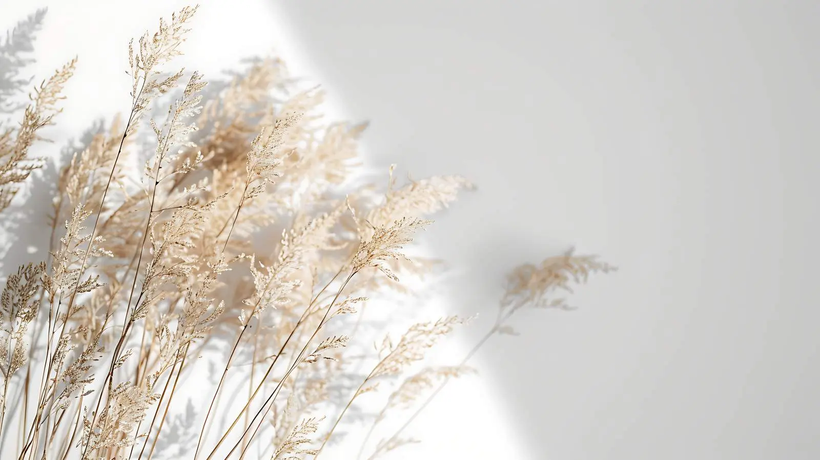 Elegant Thin Dry Grass Stems Background – free subtle colors image from Dotvec