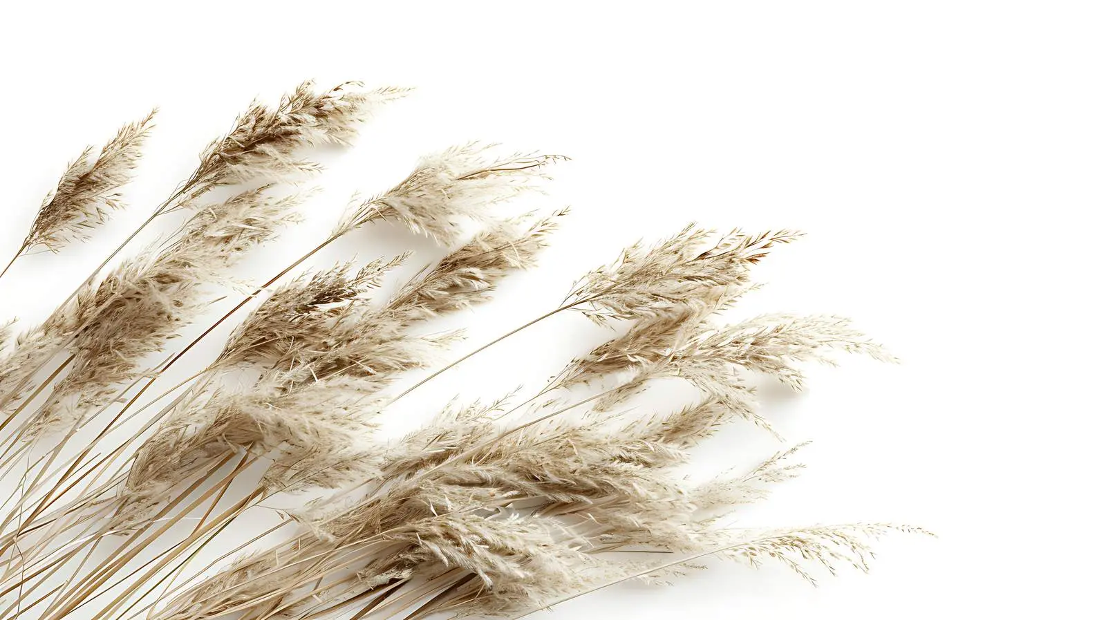 Elegant Dry Grass Stems with Beautiful Background — free download from Dotvec