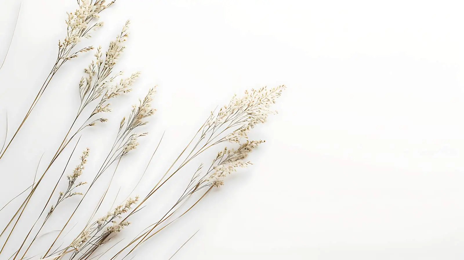 Elegant Thin Dry Grass Stems Background — free download from Dotvec