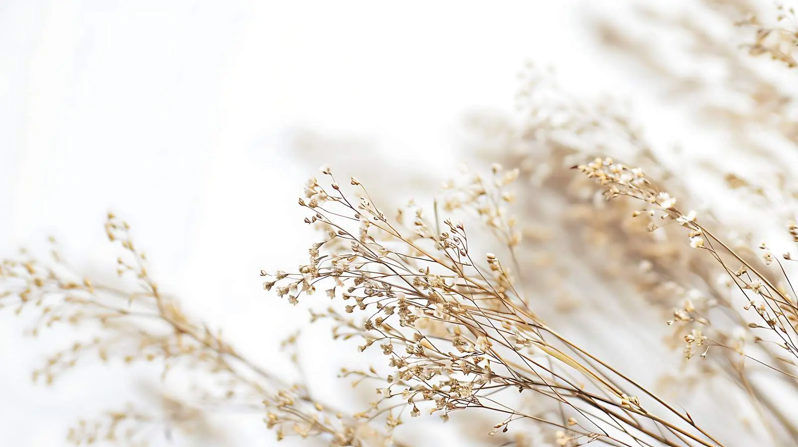 Elegant Thin Dry Grass Stems Background – free culture image from Dotvec