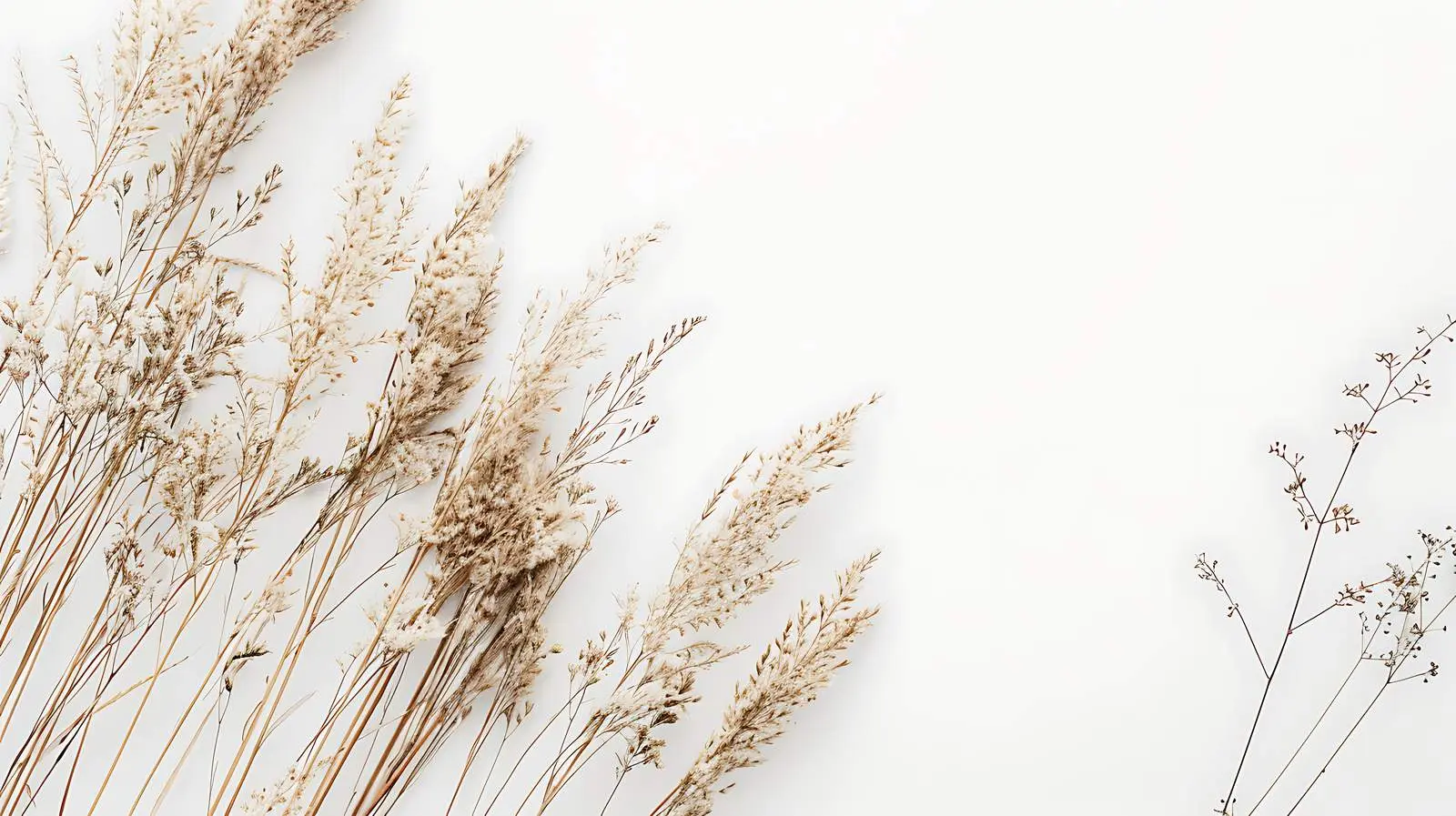 Elegant Thin Dry Grass Stems Background — free download from Dotvec