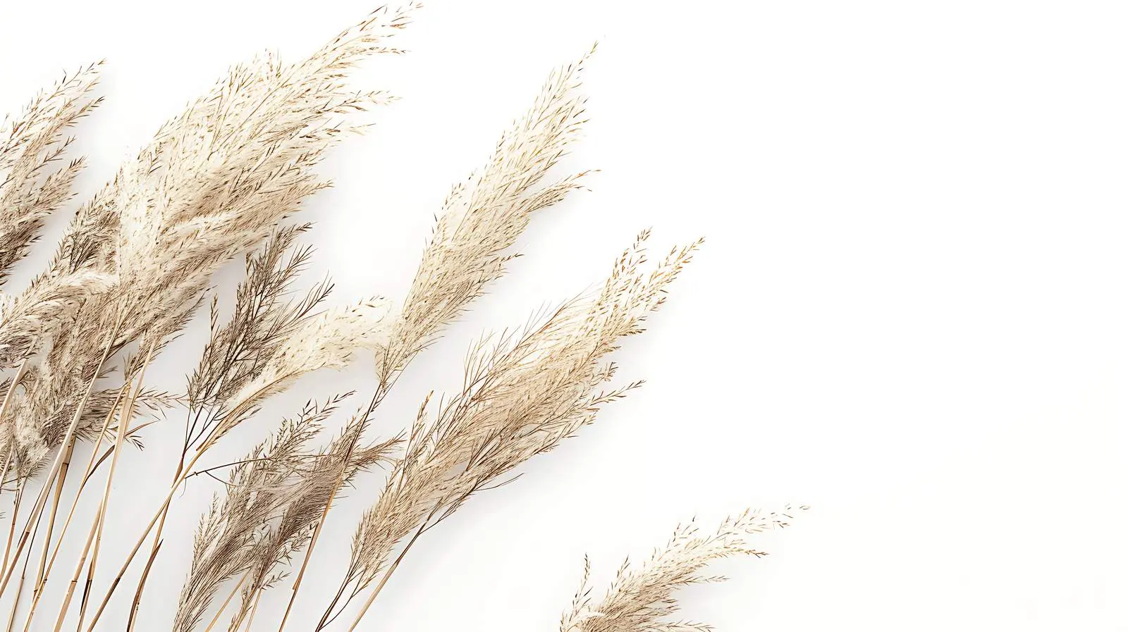 Elegant Thin Dry Grass Stems Background — free download from Dotvec