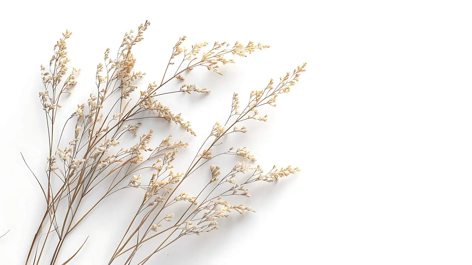 Elegant Dry Grass Stems Isolated on White Background – free gil image from Dotvec