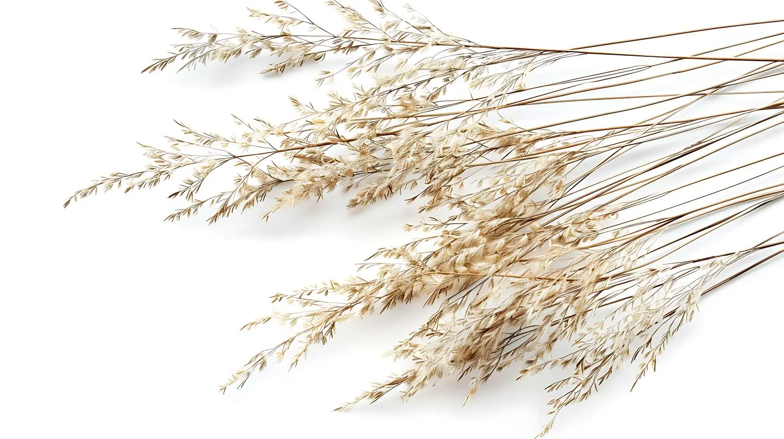 Elegant Thin Dry Grass Stems Isolated on White – free transparent background image from Dotvec