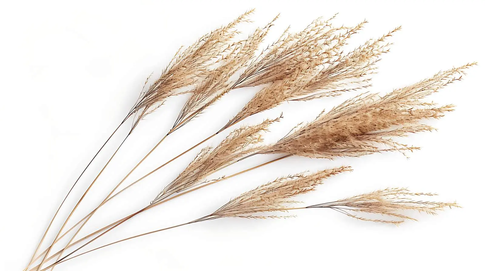 Elegant Thin Dry Grass Stems Isolated on White – free object image from Dotvec