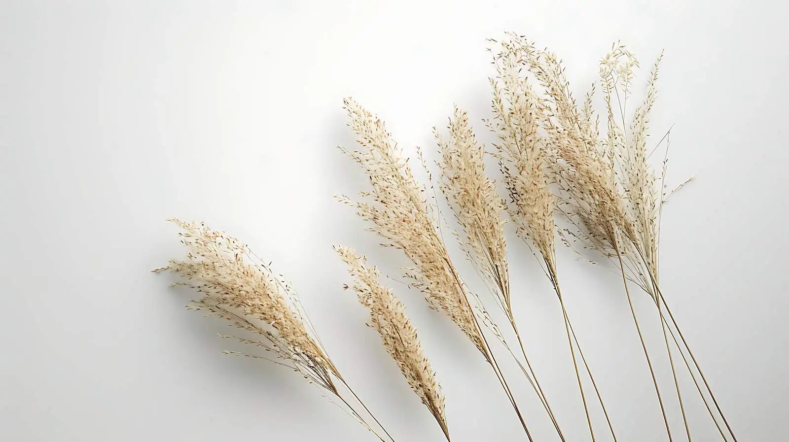 Elegant Thin Dry Grass Stems on Neutral Background — free download from Dotvec