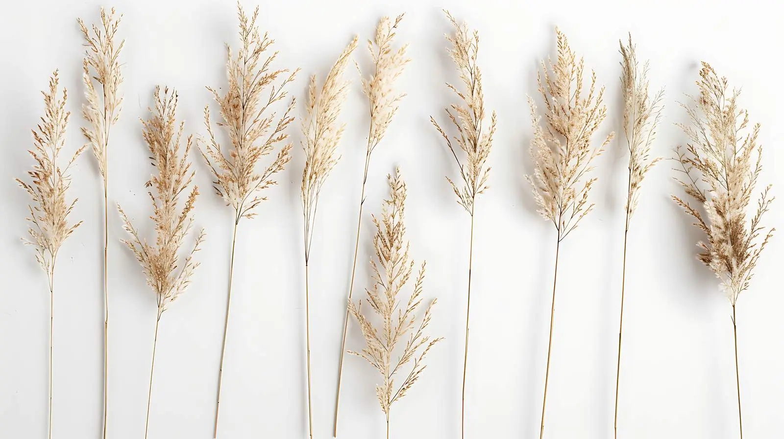 Elegant Thin Dry Grass Stems Isolated on Neutral Background — free download from Dotvec